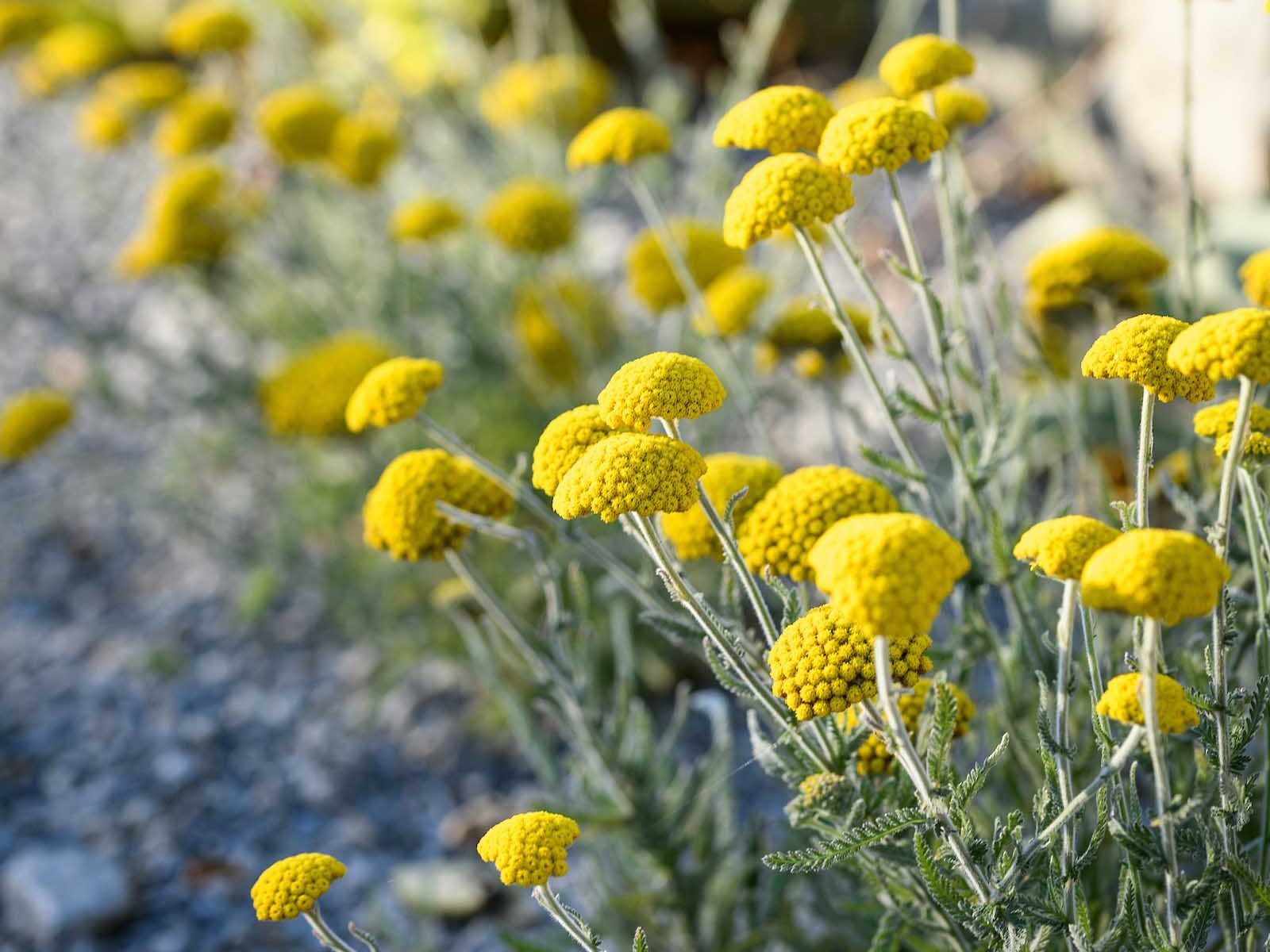 Achillea coarctata. A low groundcover that offers a long flowering period, even in heat and drought. Hardy to -15°C, it requires sun and free drainage. 15-30cm.