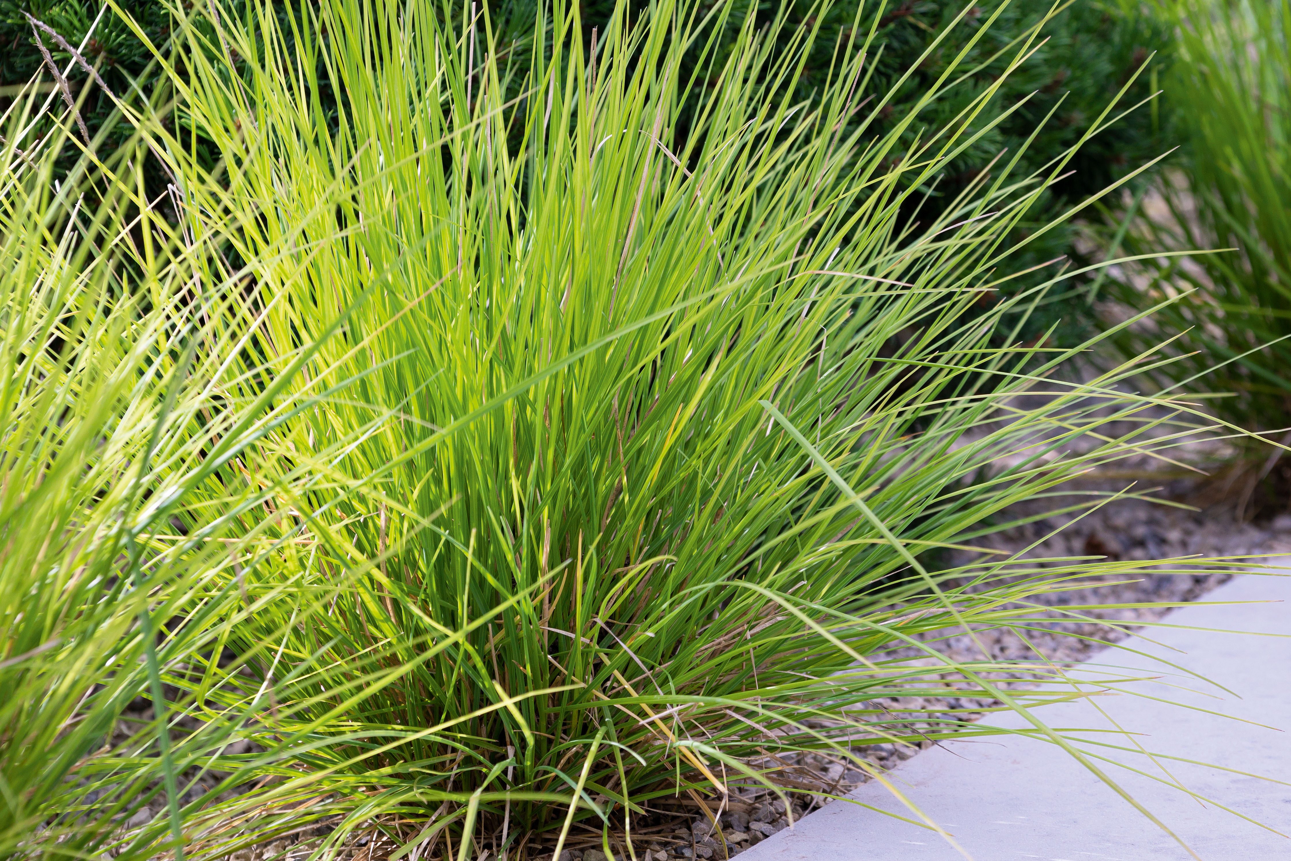 Sesleria autumnalis