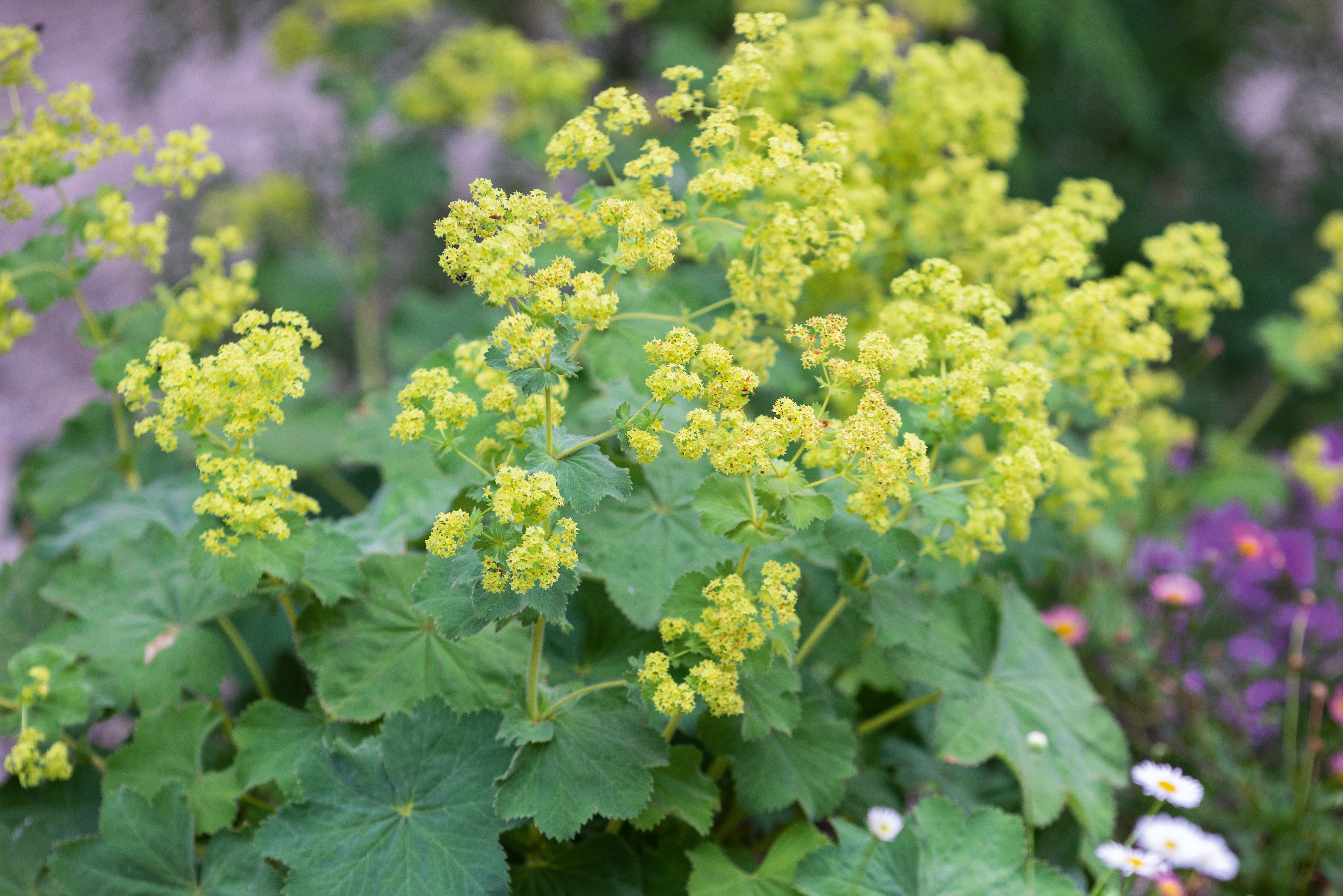 Alchemilla mollis