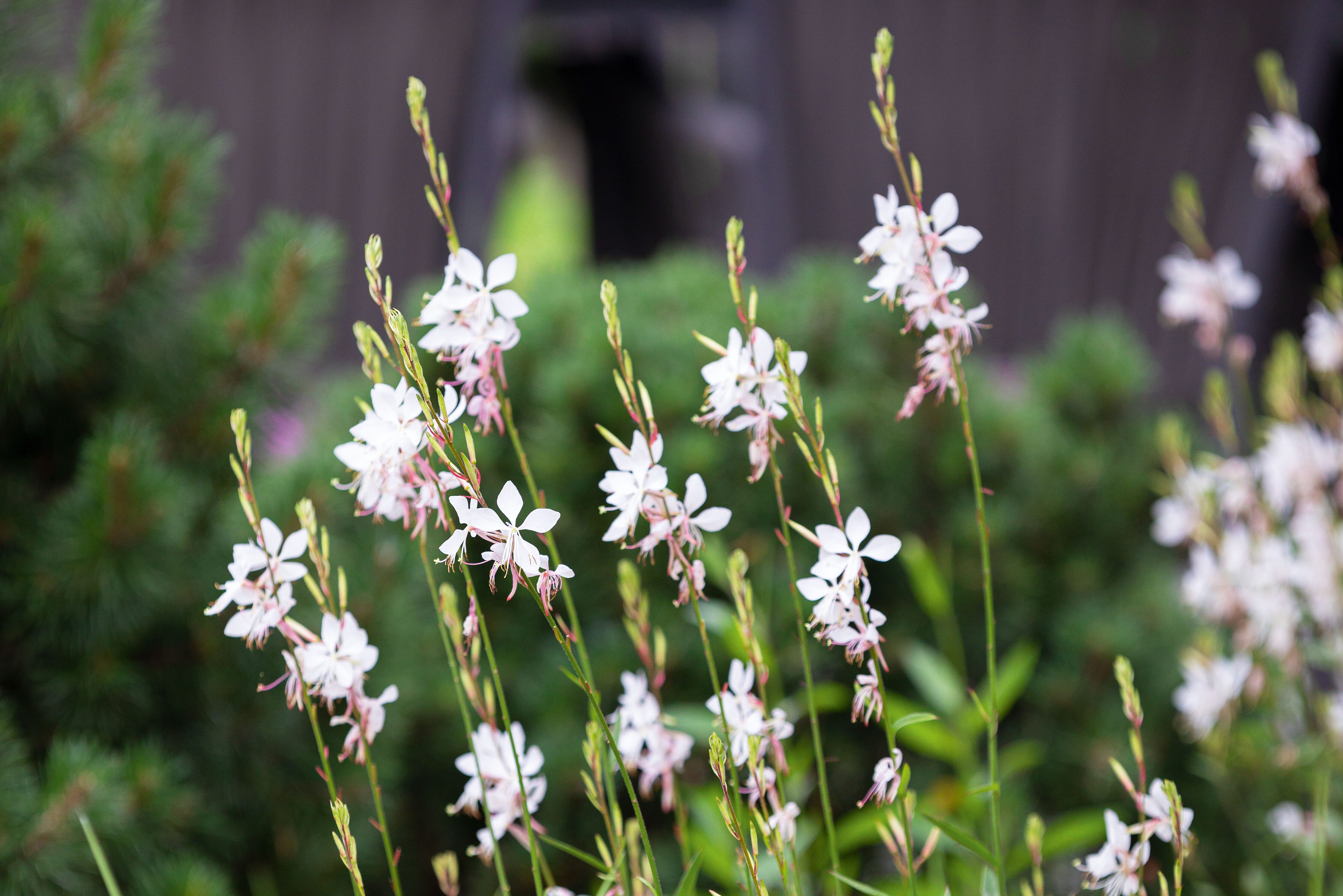 Gaura lindheimeri 'Whirling Butterflies'