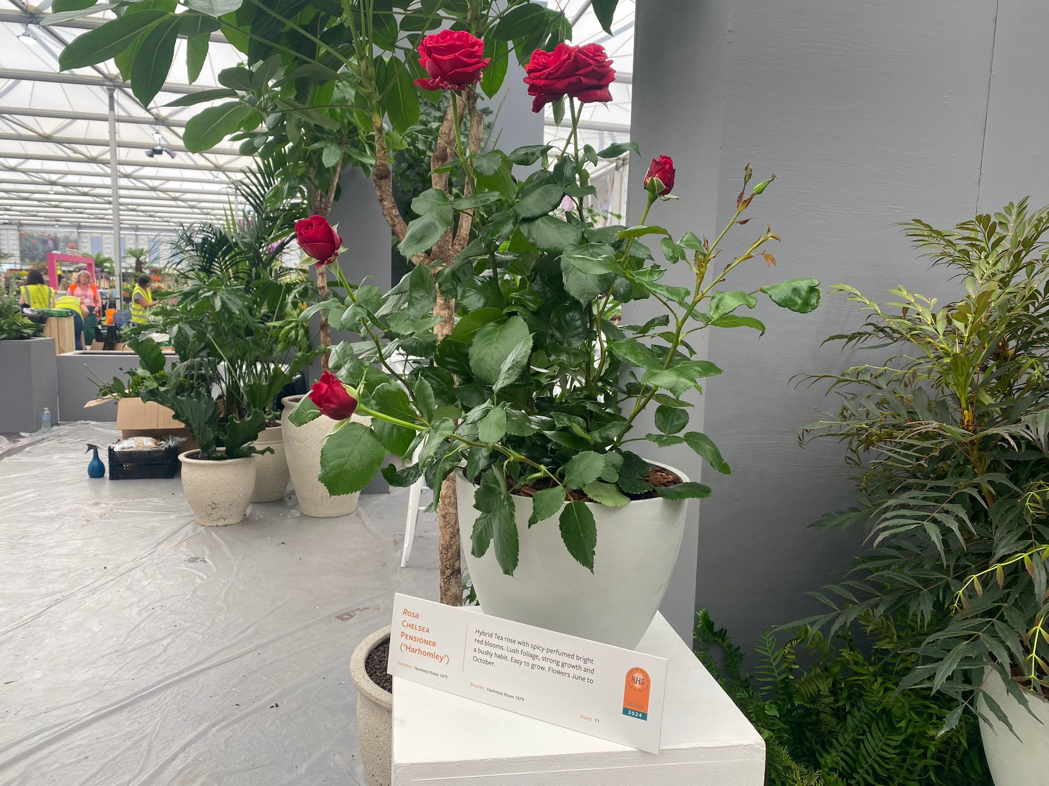 Rosa CHELSEA PENSIONER ('Harhomley') shortlisted for Plant of the Year 2024