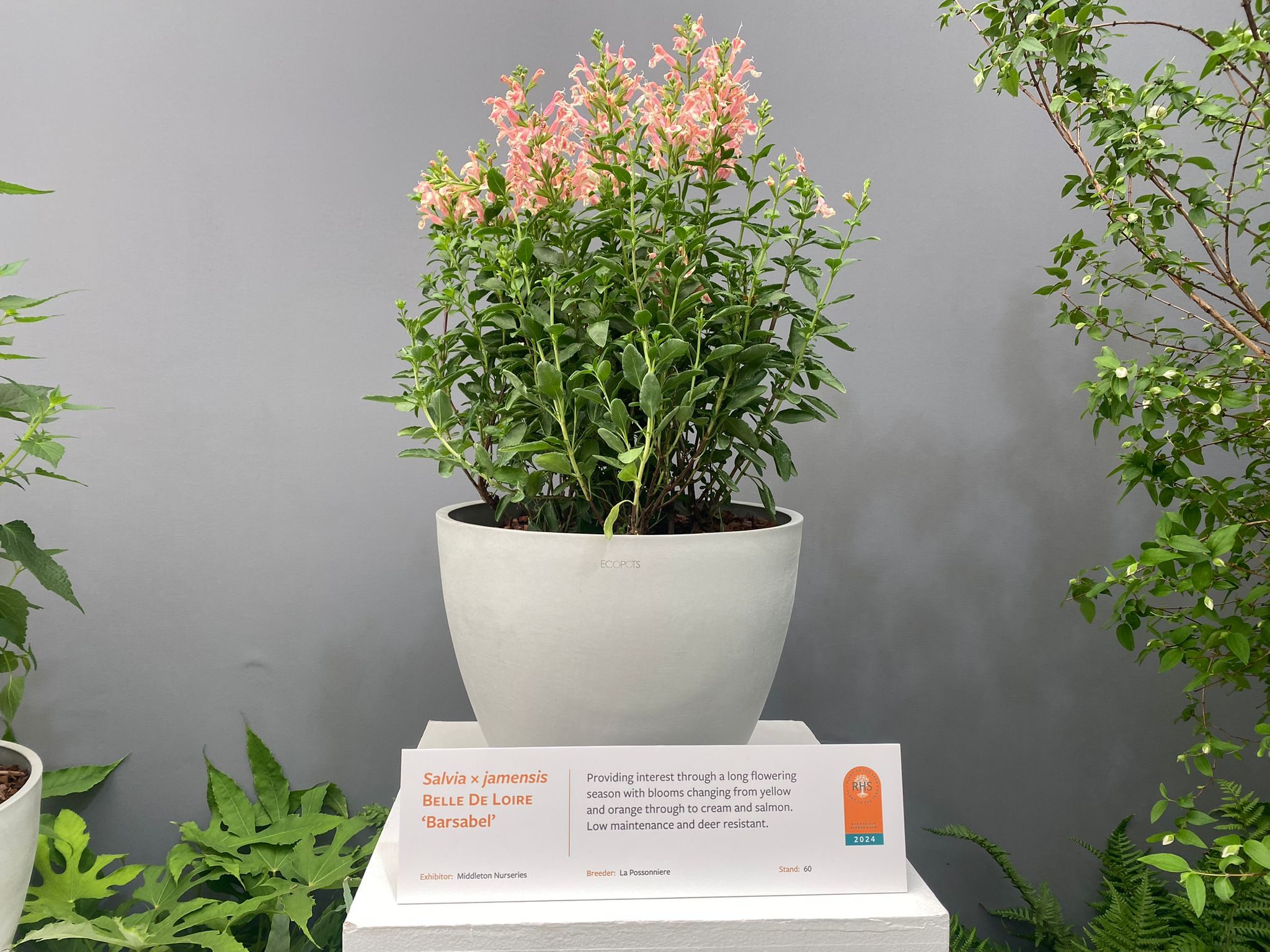 Salvia × jamensis BELLE DE LOIRE 'Barsabel' shortlisted for Plant of the Year 2024