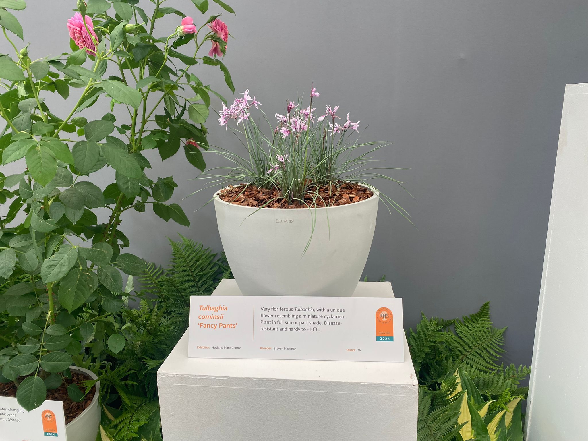Tulbaghia cominsii 'Fancy Pants' shortlisted for Plant of the Year 2024