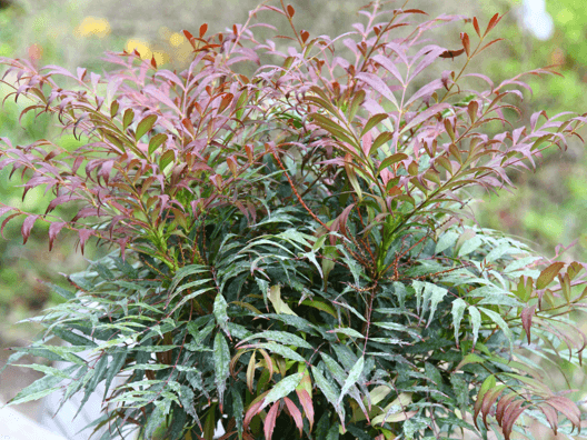 Mahonia eurybracteata subsp ganpinensis Meteor