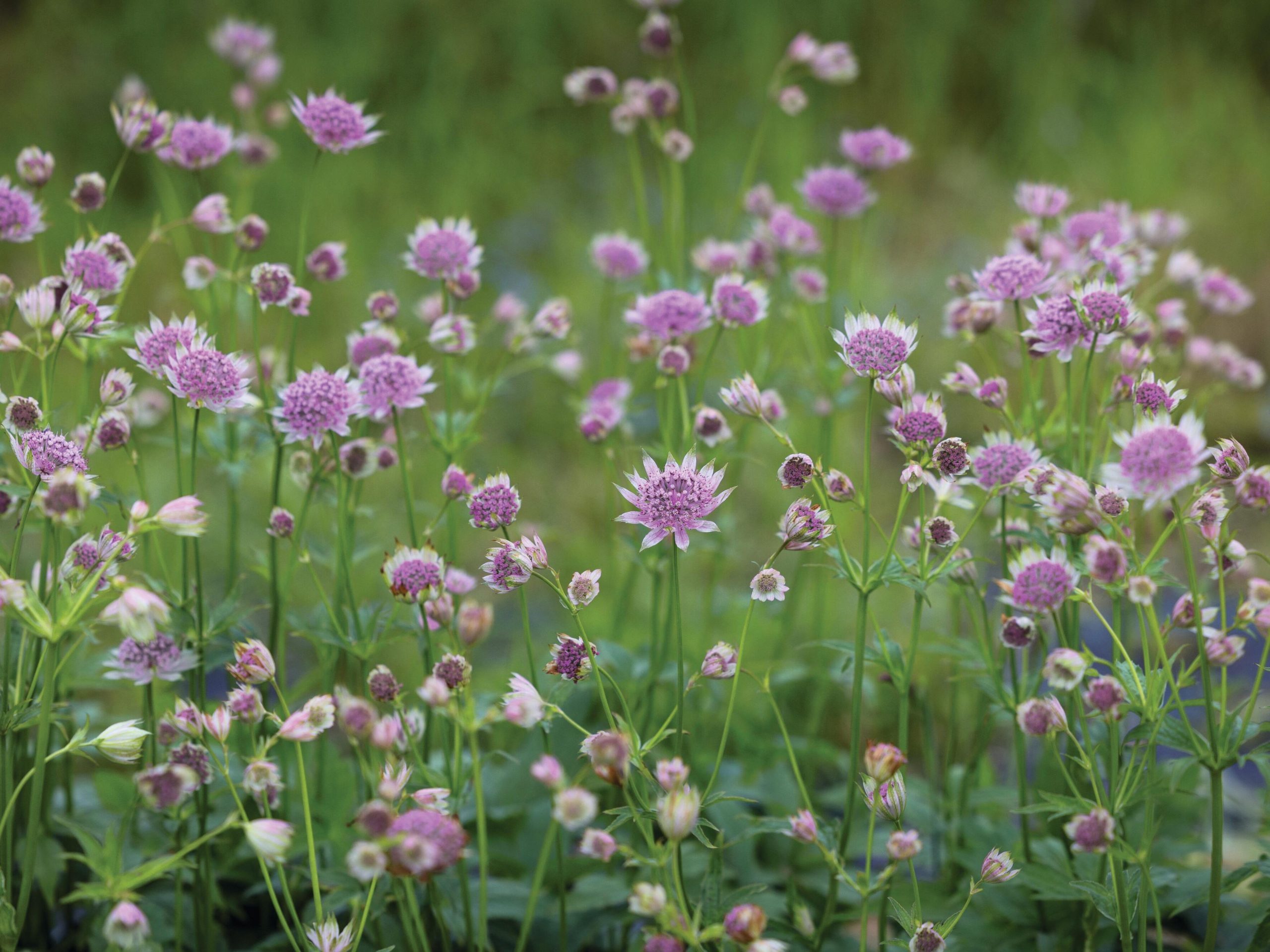 Small purple flowers