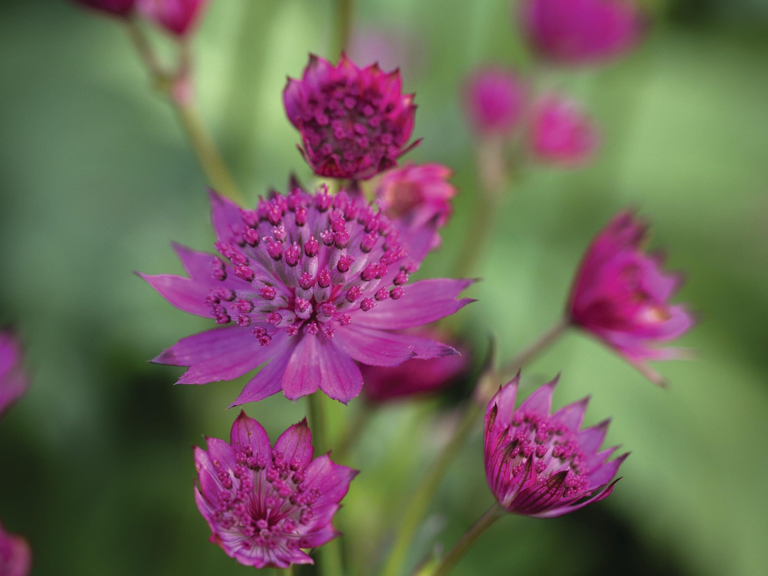Pink flowers