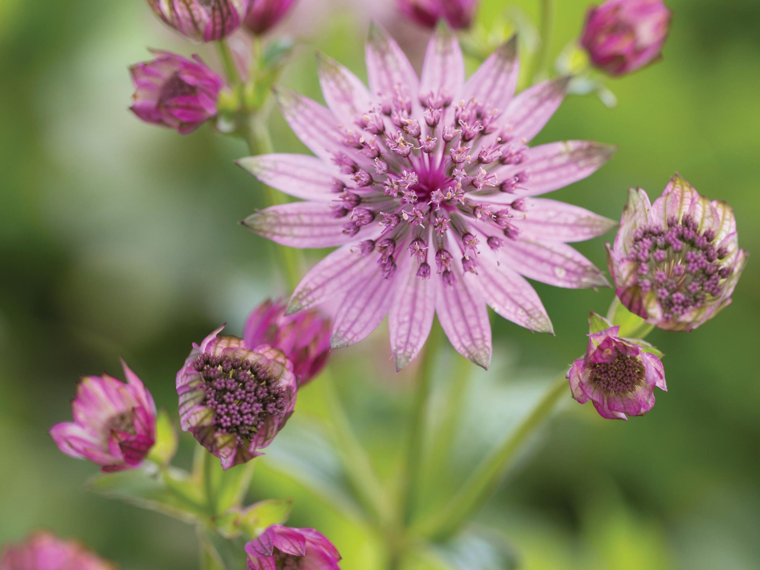 Pink flowers