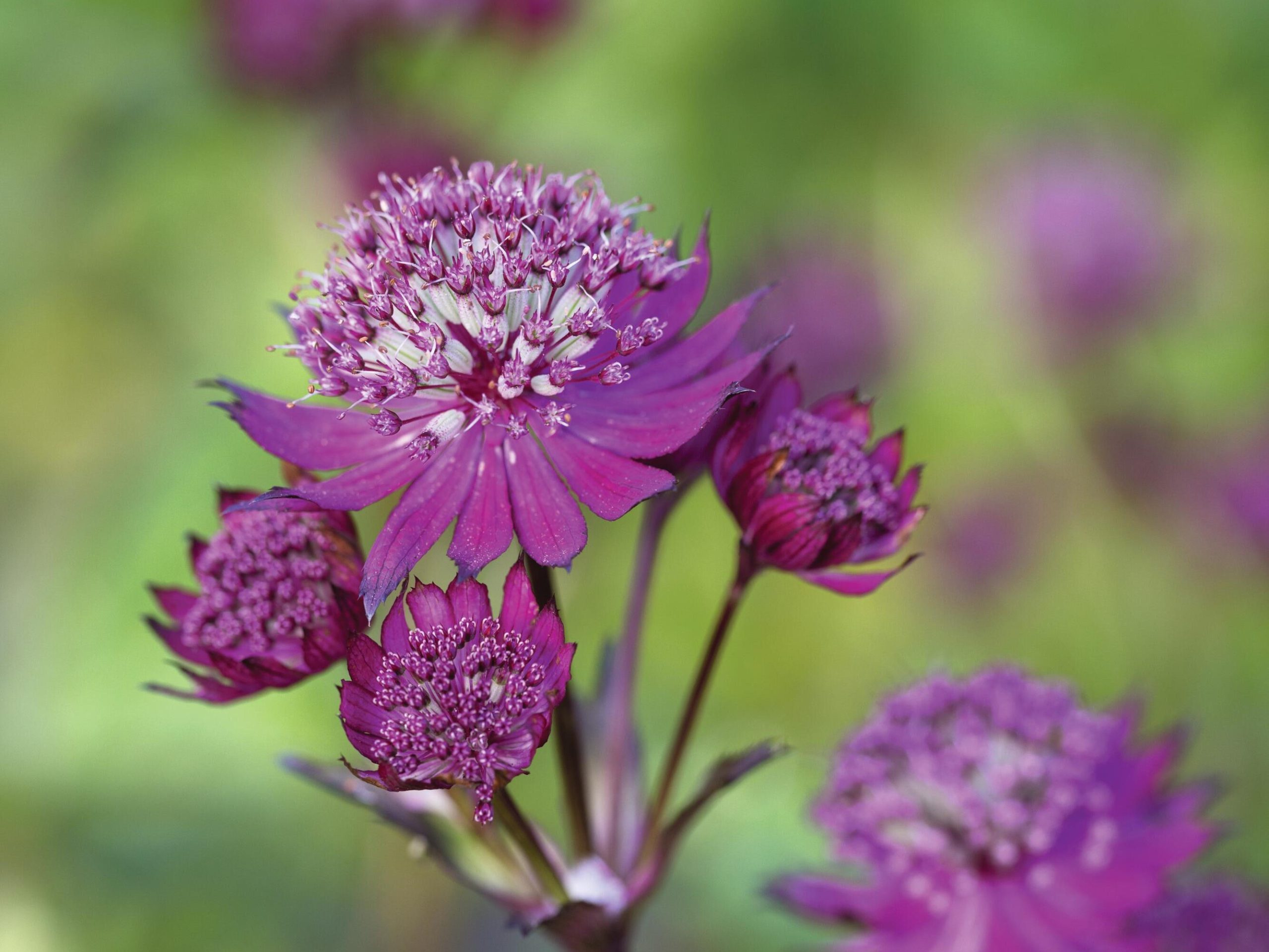 Purple flowers