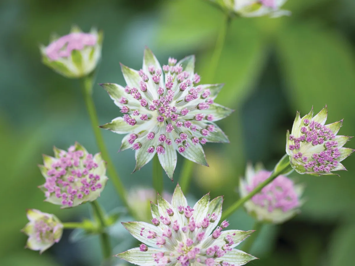 Astrantia Flowers
