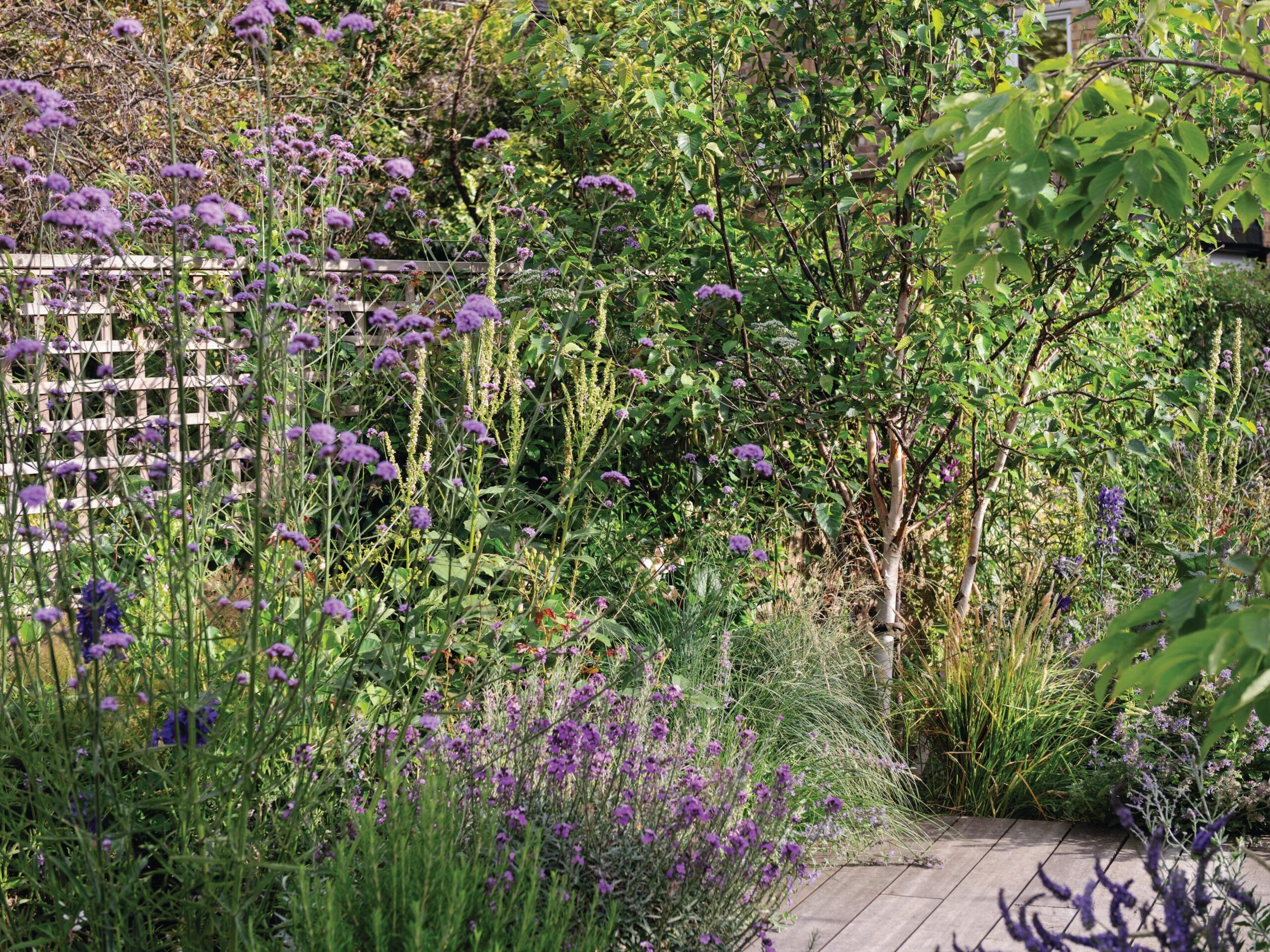 Colourful garden border