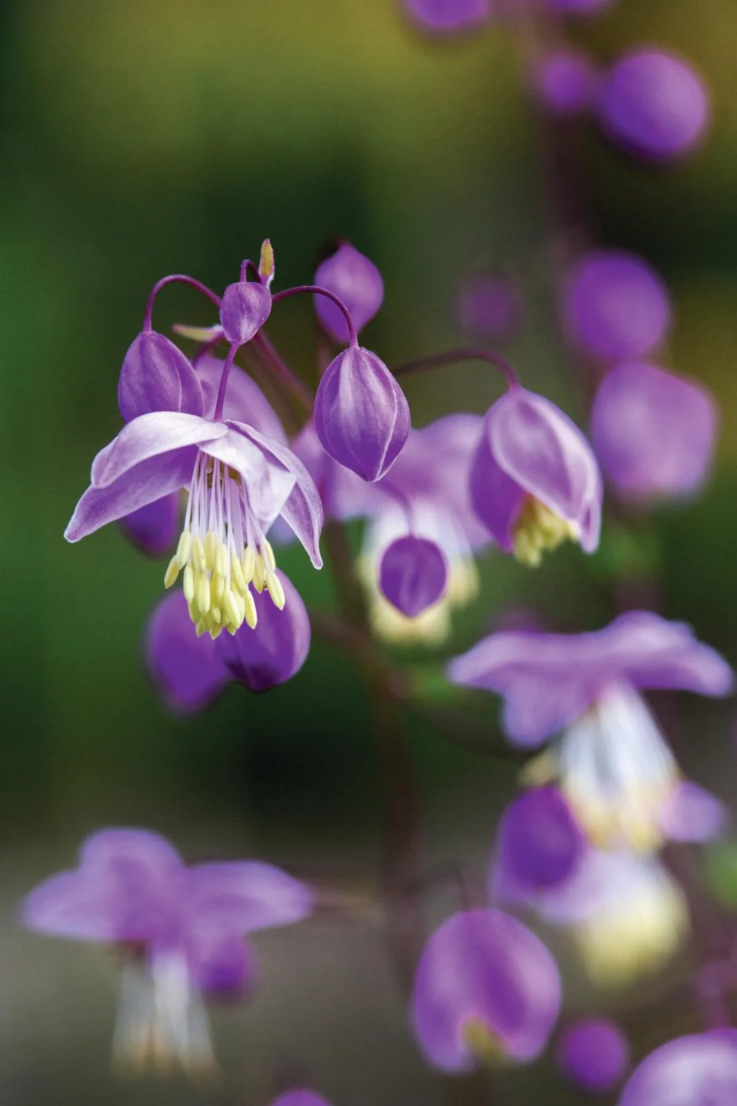 Thalictrum delavayi var. mucronatum Thalictrum delavayi var. mucronatum