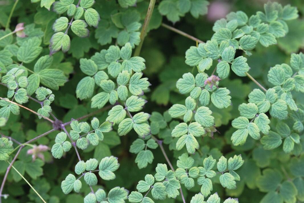 Thalictrum minus ‘Adiantifolium’