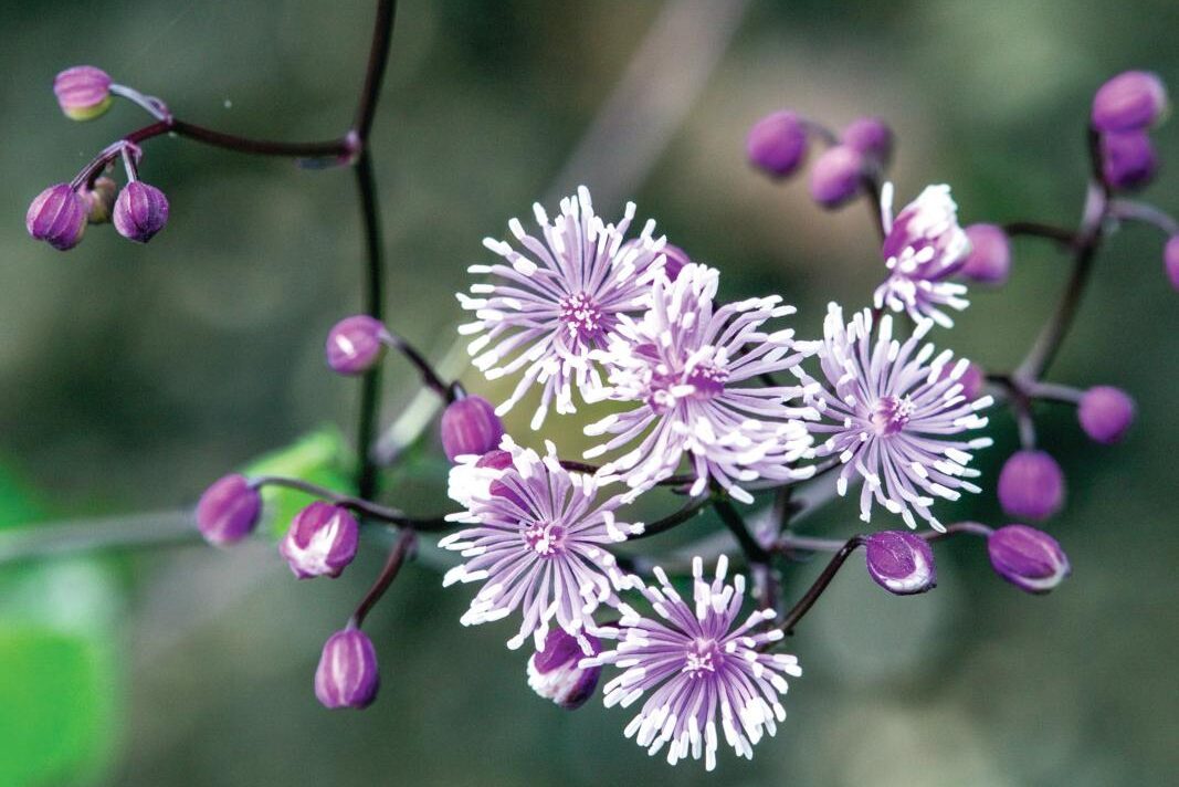 Thalictrum ramosum