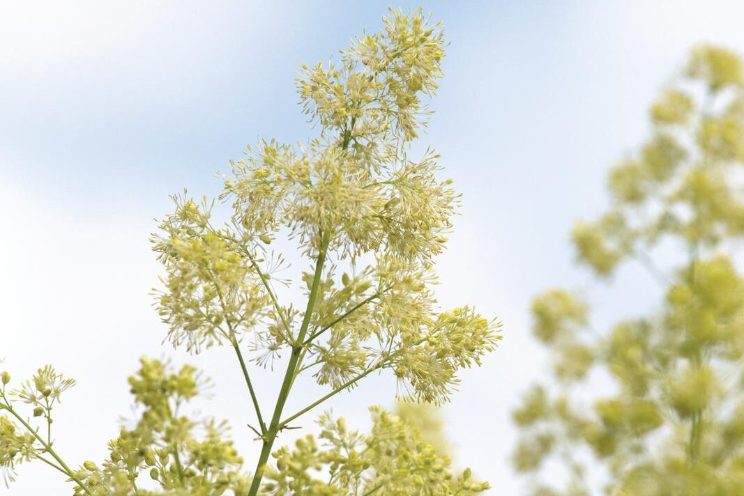 Thalictrum lucidum