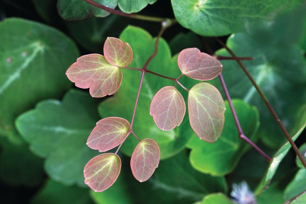 Thalictrum ichangense