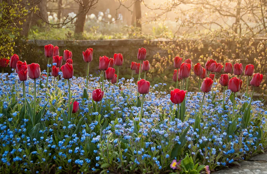 Dixter Tulips
