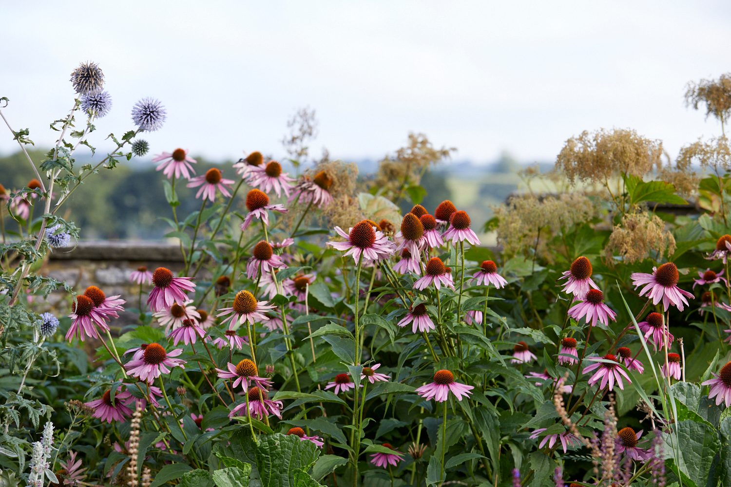 Echinacea at Yeo Valley Organic Garden