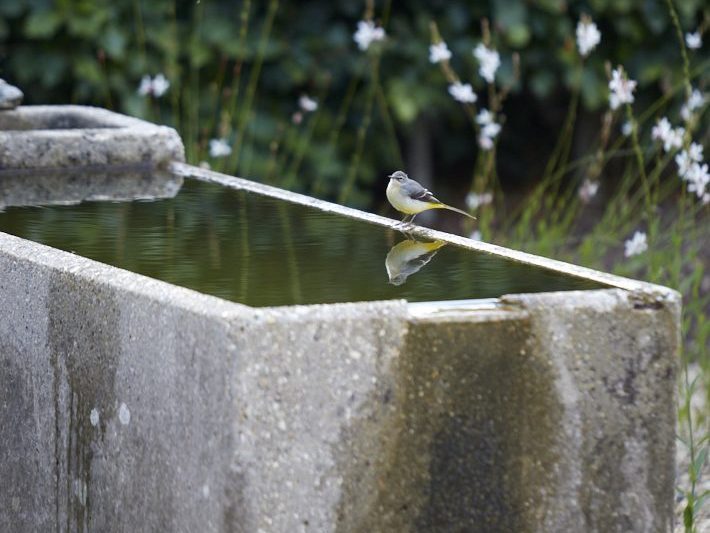 Bird on water trough at Yeo Valley Organic Garden