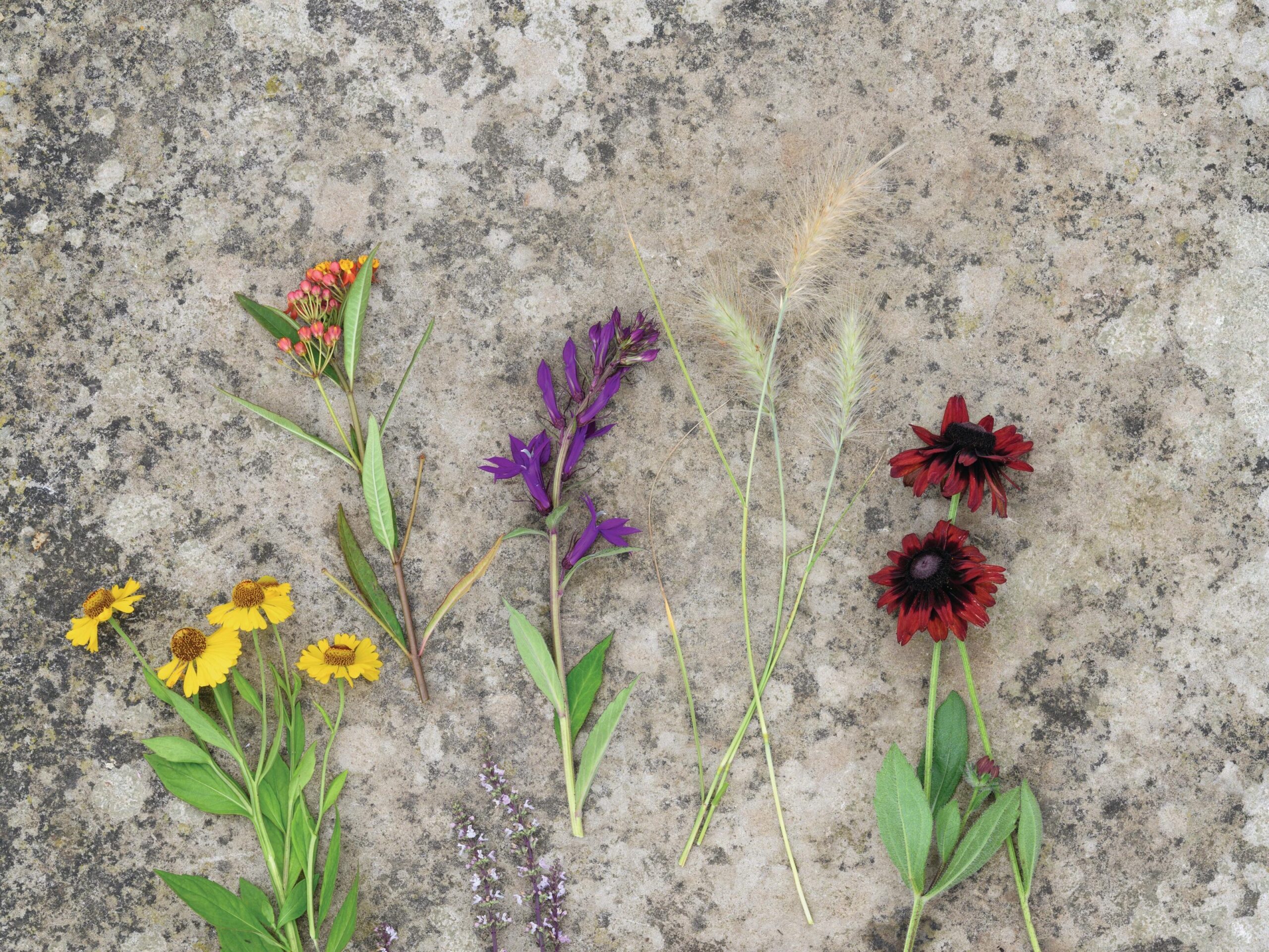 Plants for Jo Thompson's late-summer pot