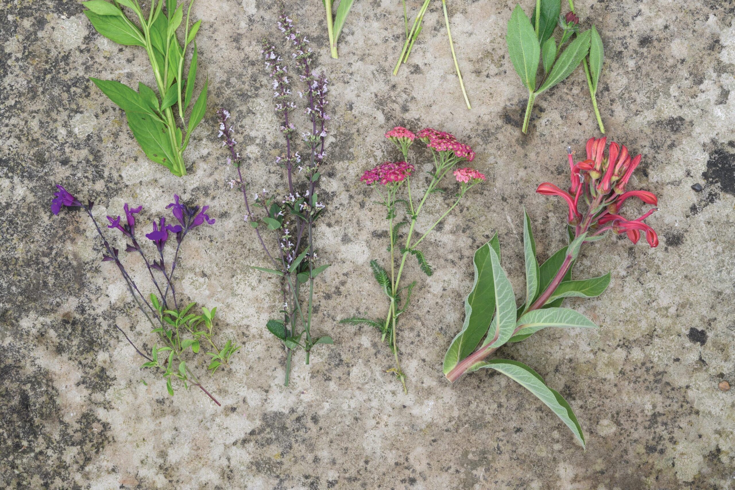 Plants for Jo Thompson's late-summer pot