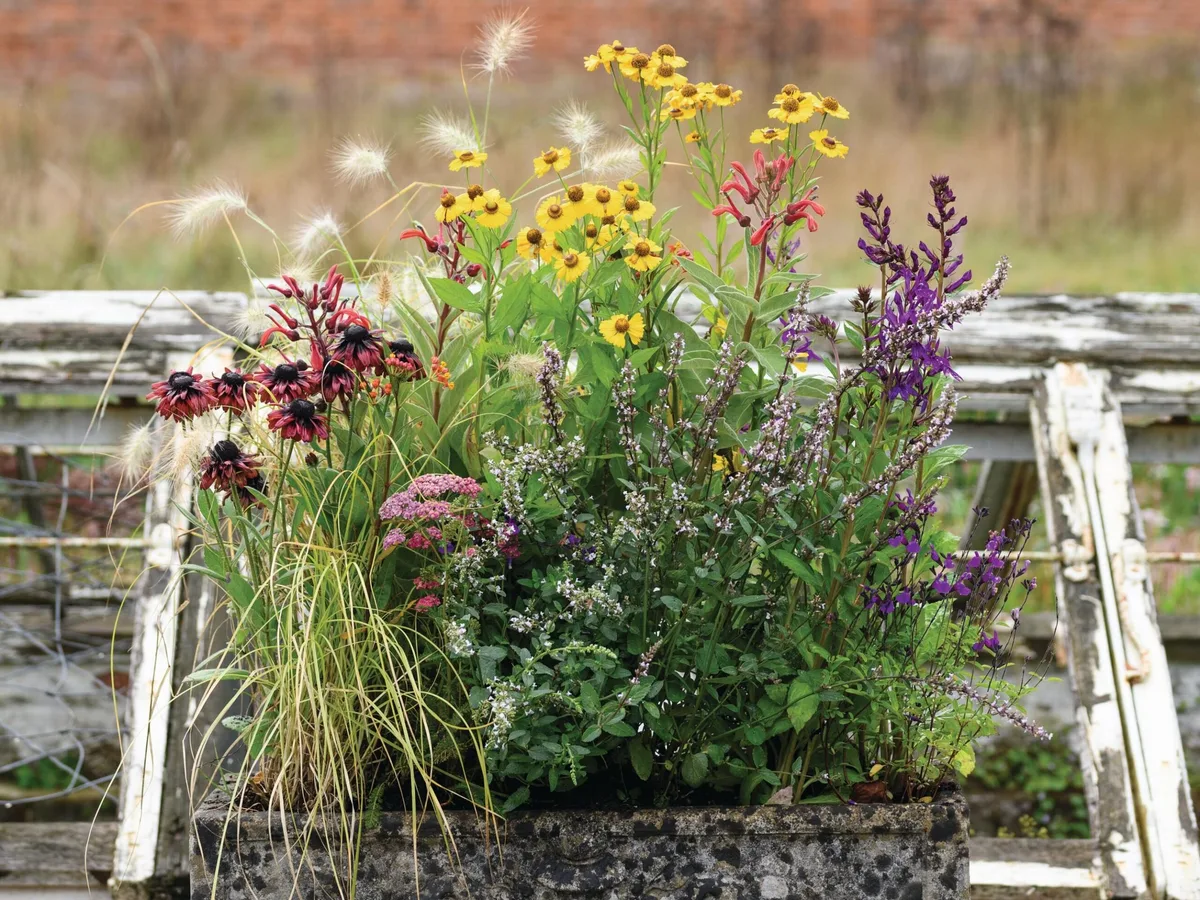 Beautiful pot planted by Jo Thompson for late-summer to autumn Beautiful pot planted by Jo Thompson for late-summer to autumn