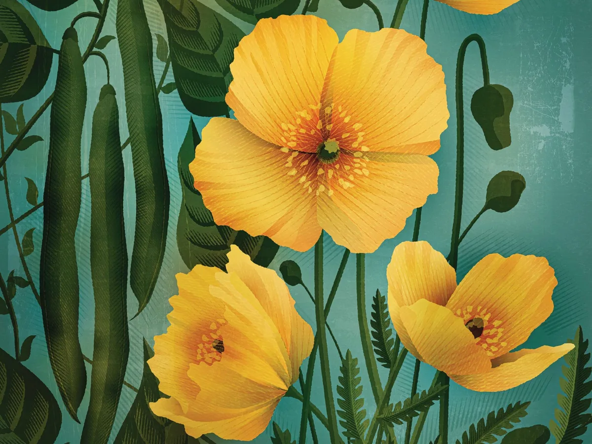 Welsh poppy illustration Welsh poppy illustration