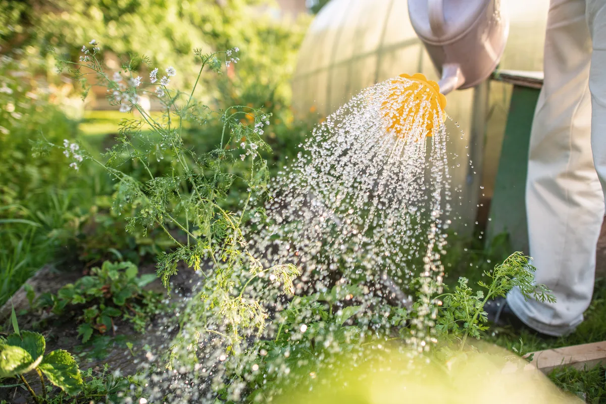 Person watering plants in a garden Person watering plants in a garden