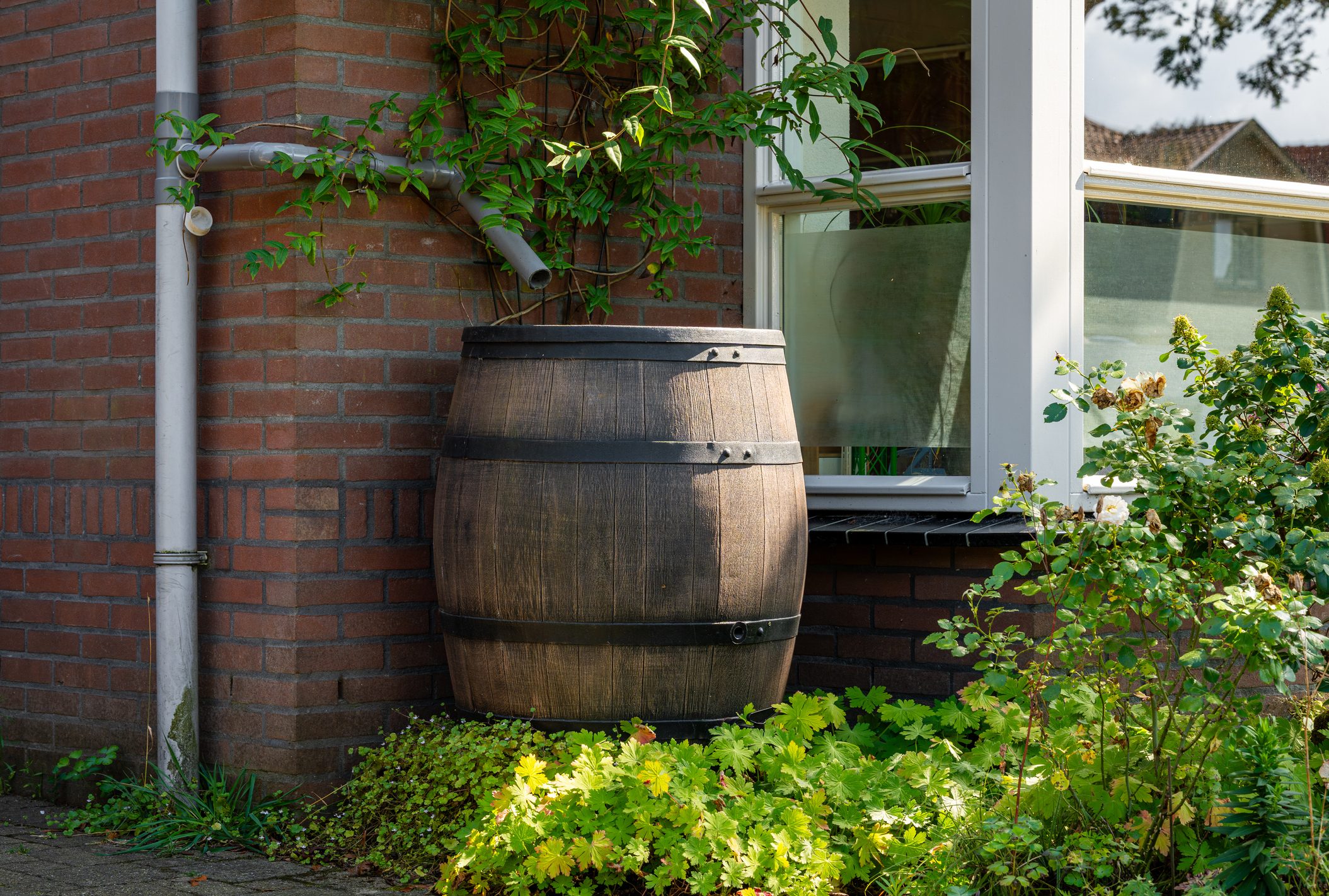A wooden barrel acting as a rainwater storage tank.