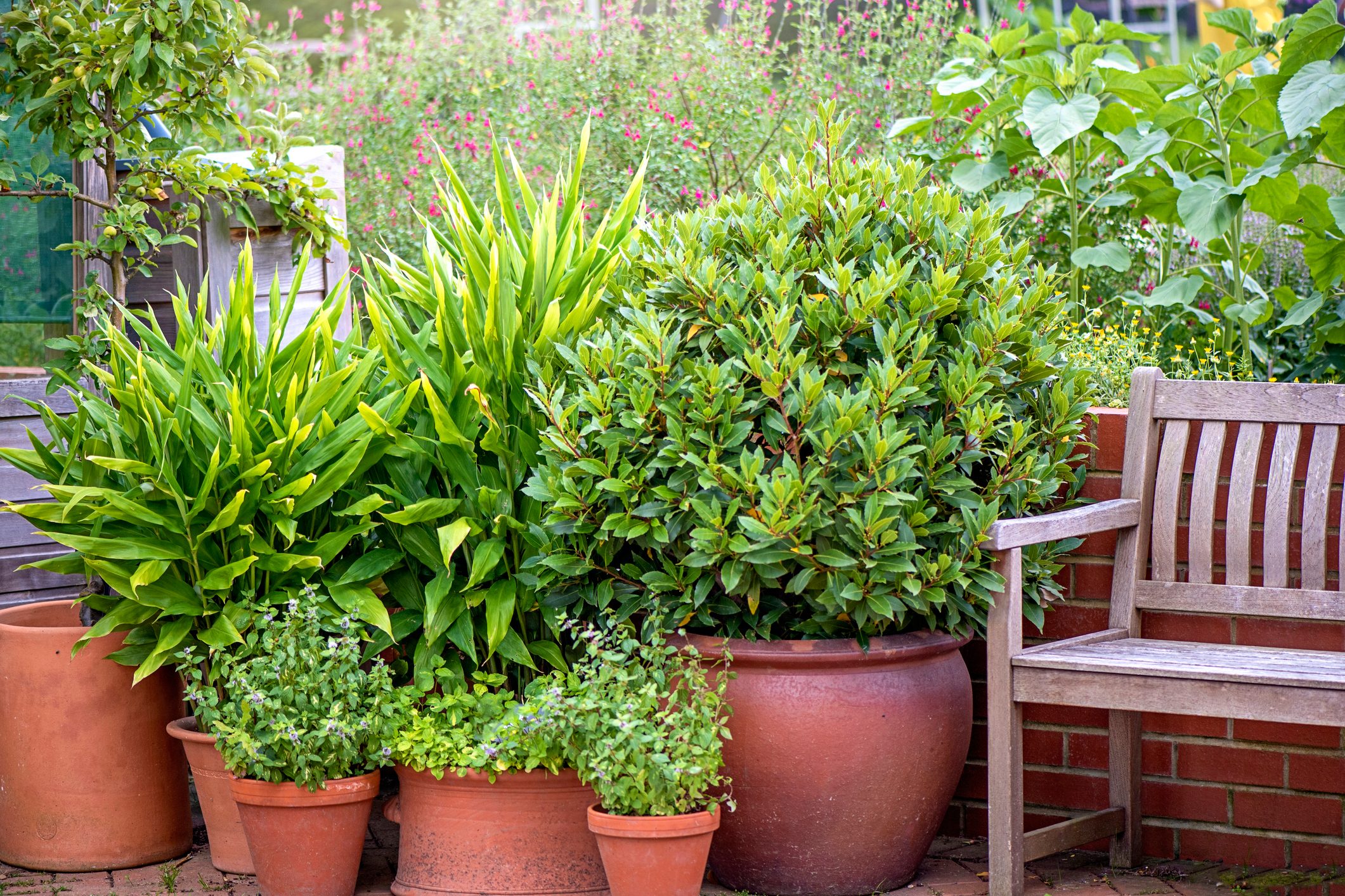A garden with lots of pots and containers
