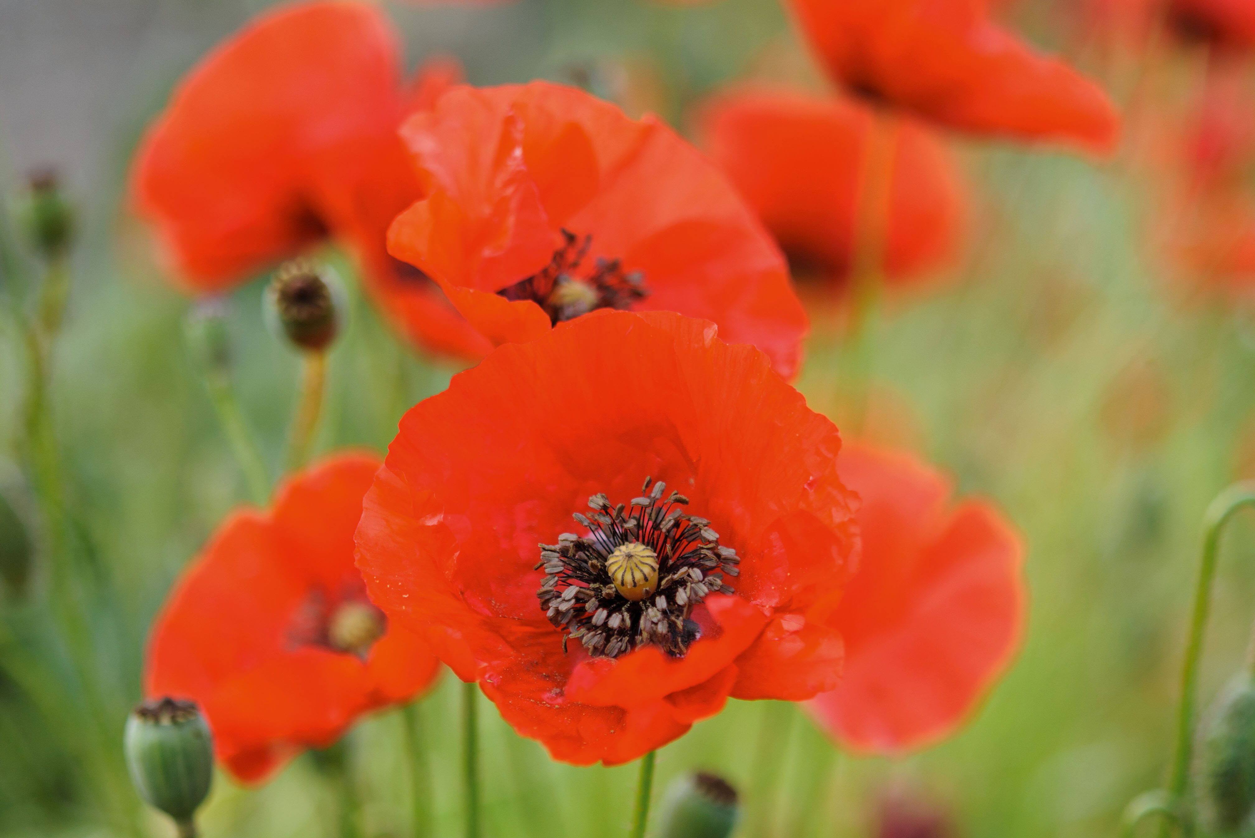 Papaver rhoeas