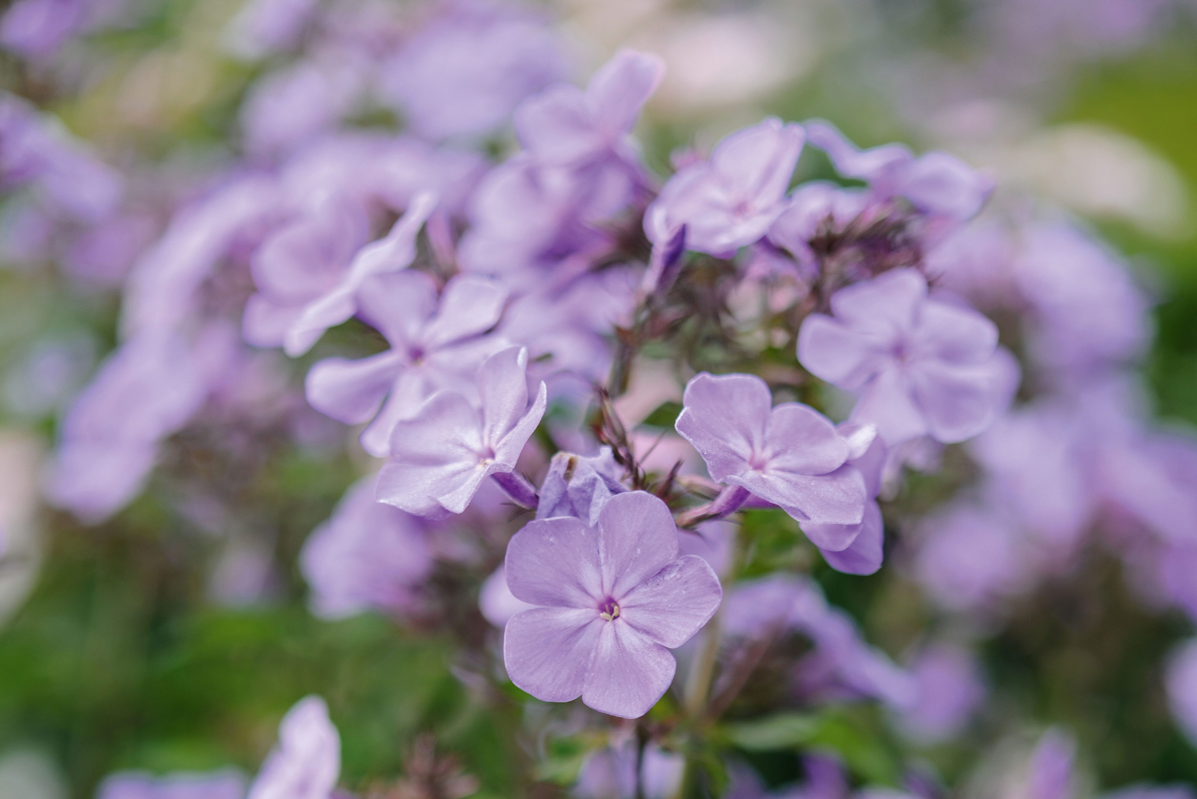 Phlox paniculata ‘Cool of the Evening’