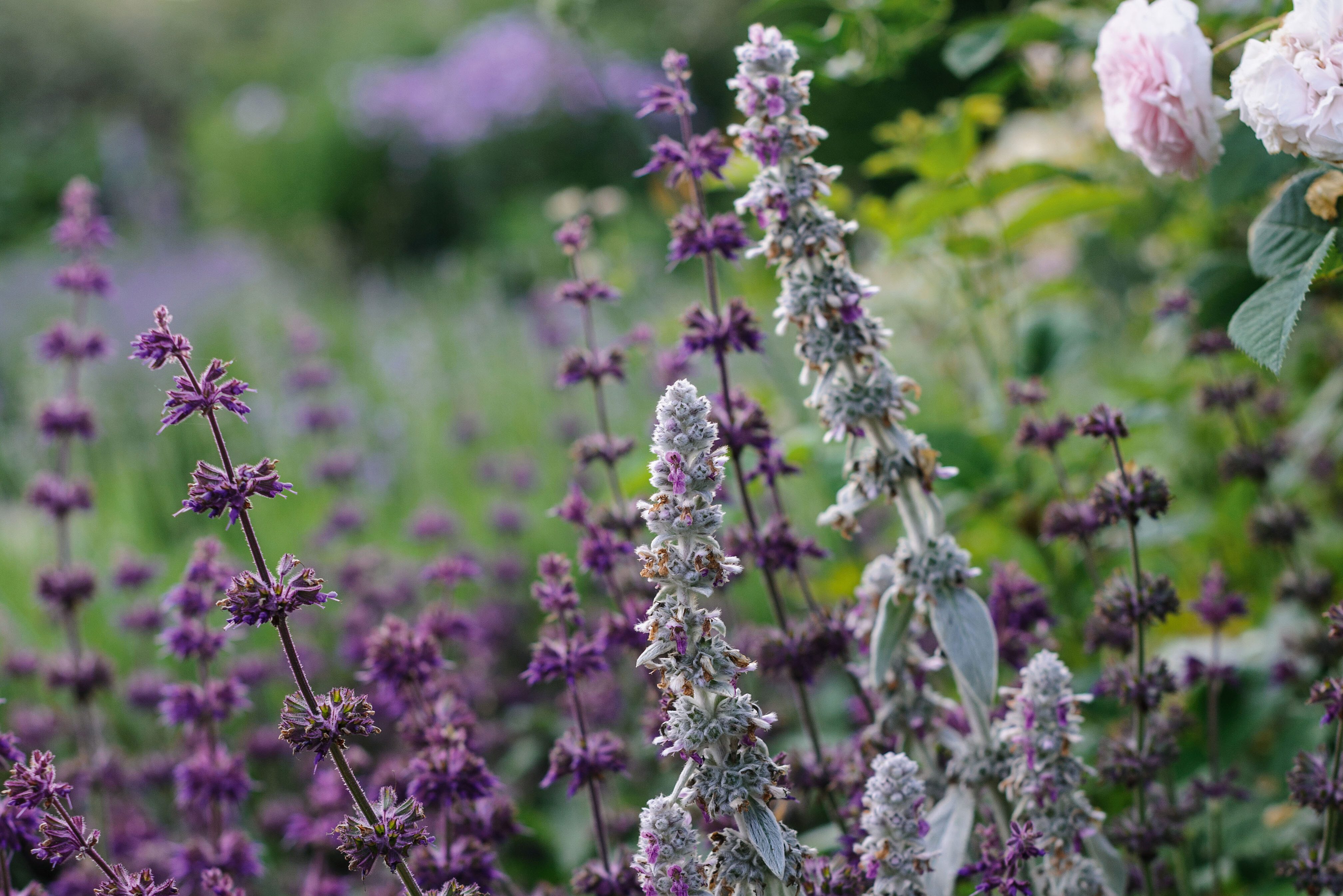 Stachys byzantina