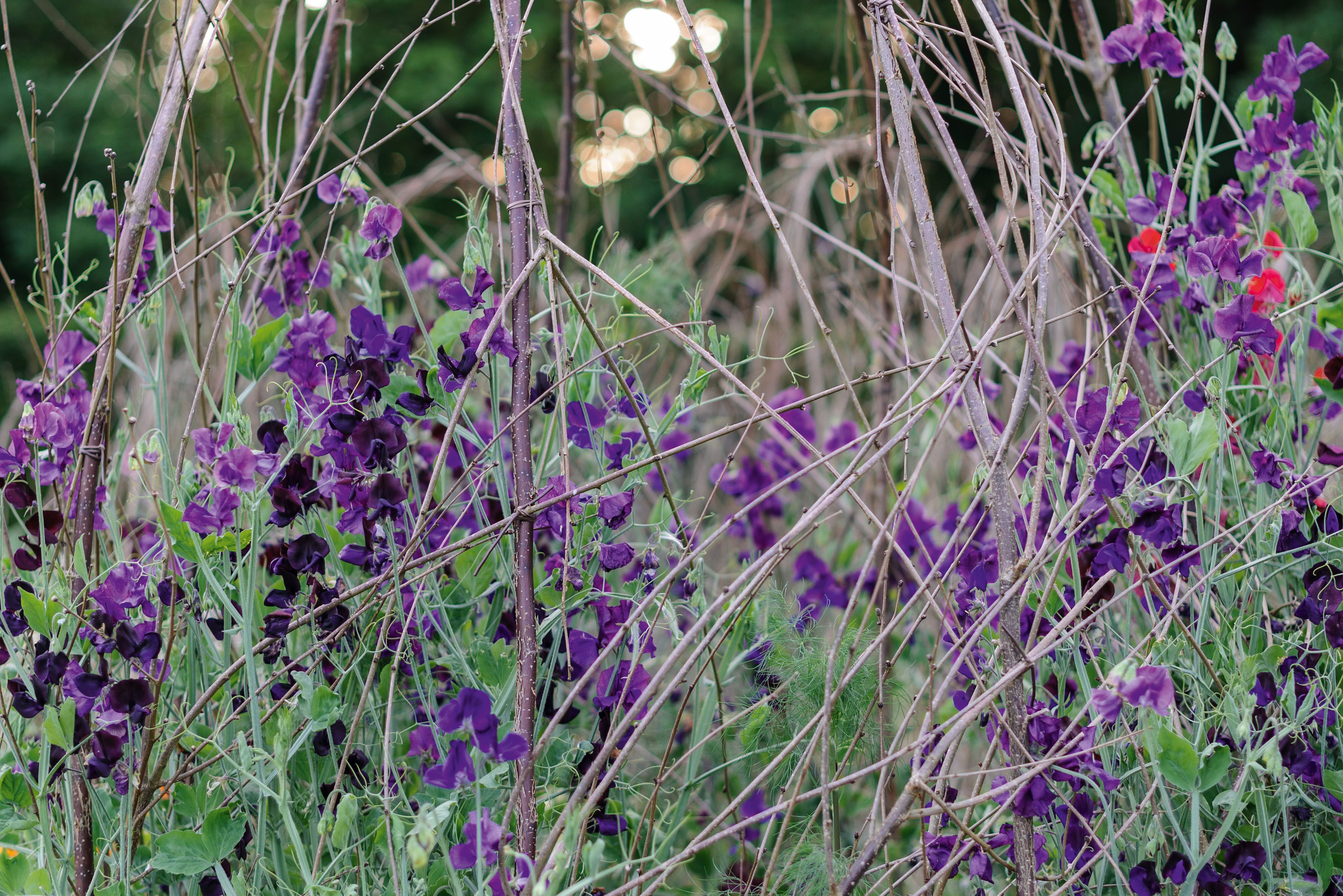 Lathyrus odoratus Royal Navy Blue