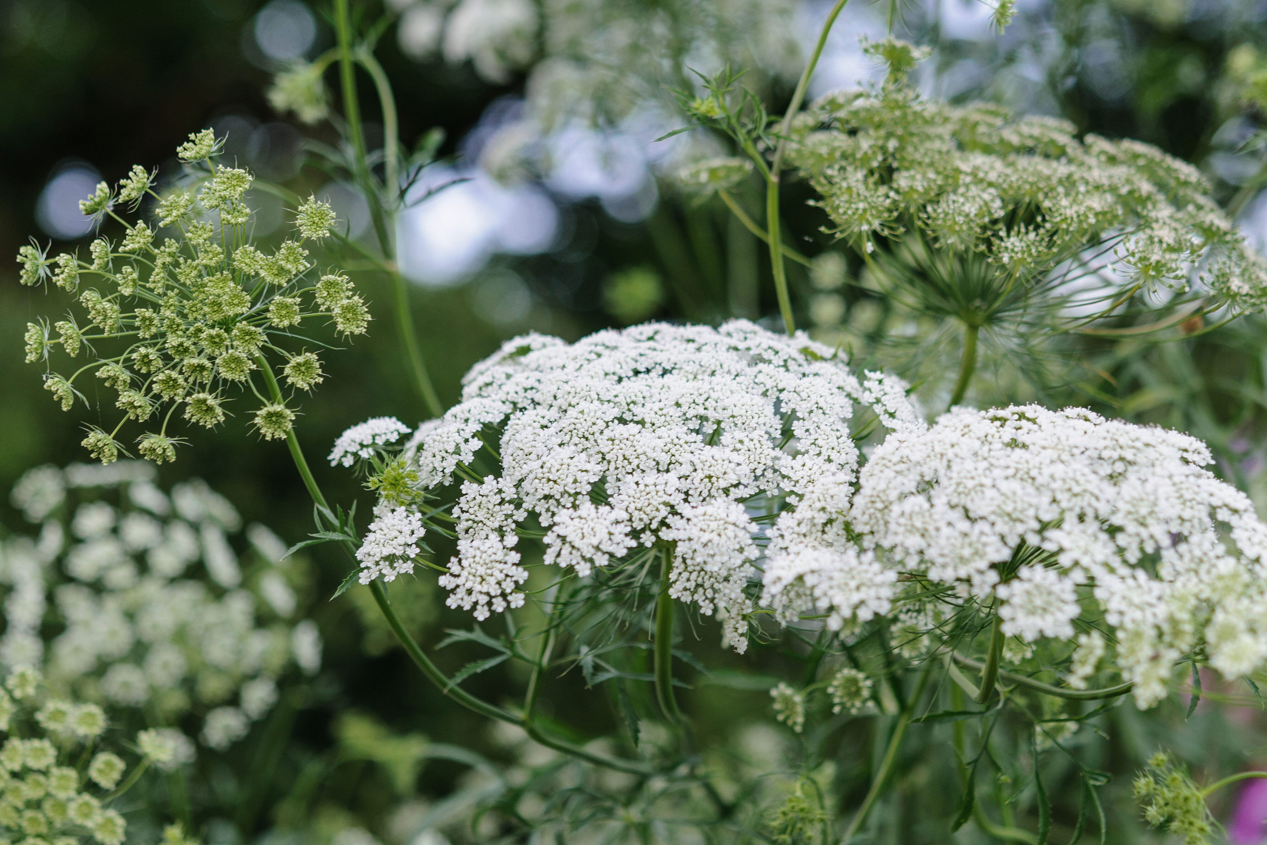Ammi majus