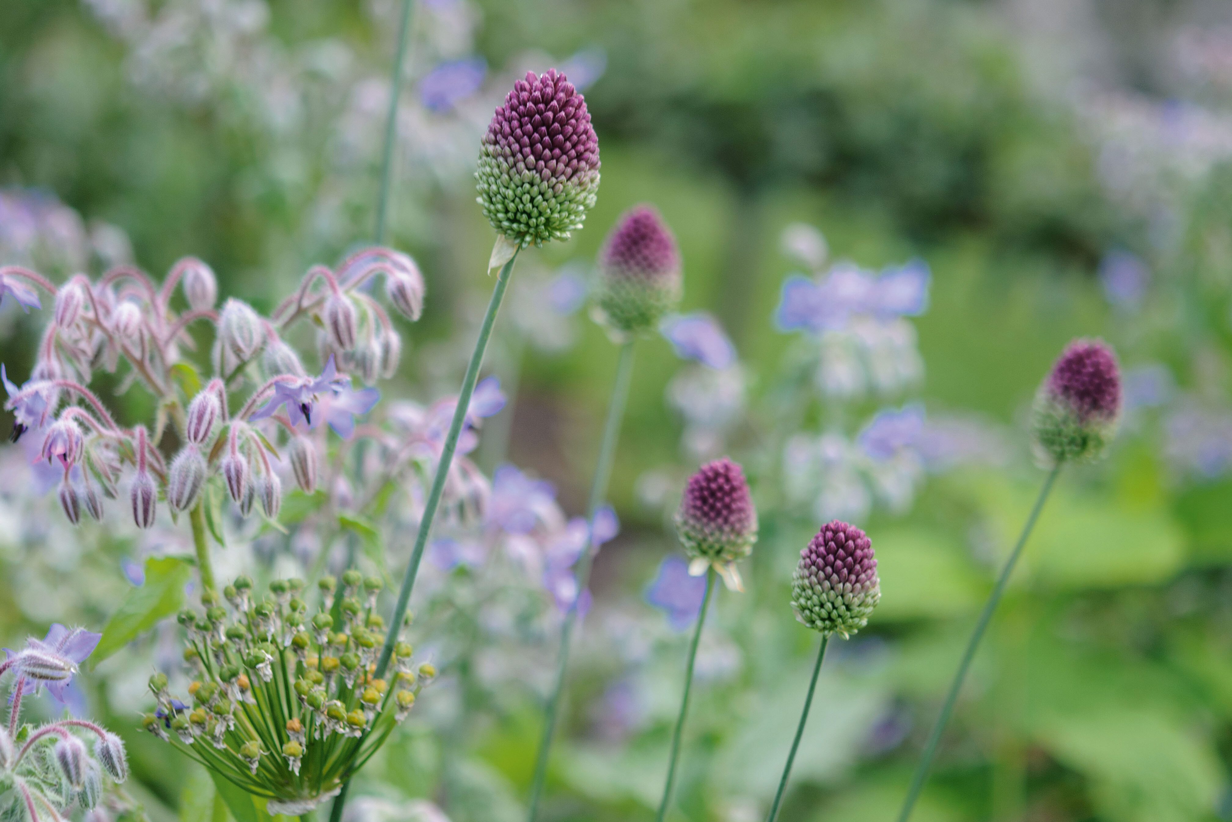 Allium sphaerocephalon