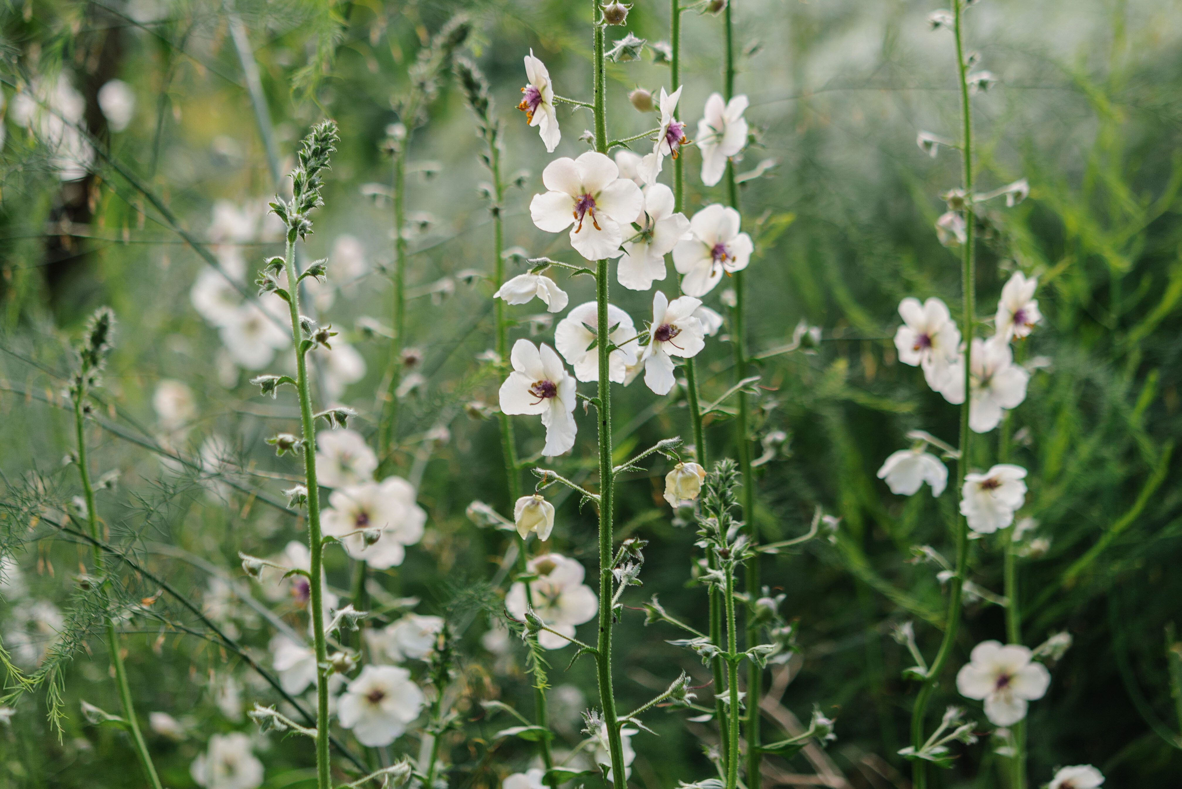 Verbascum blattaria f. albiflorum