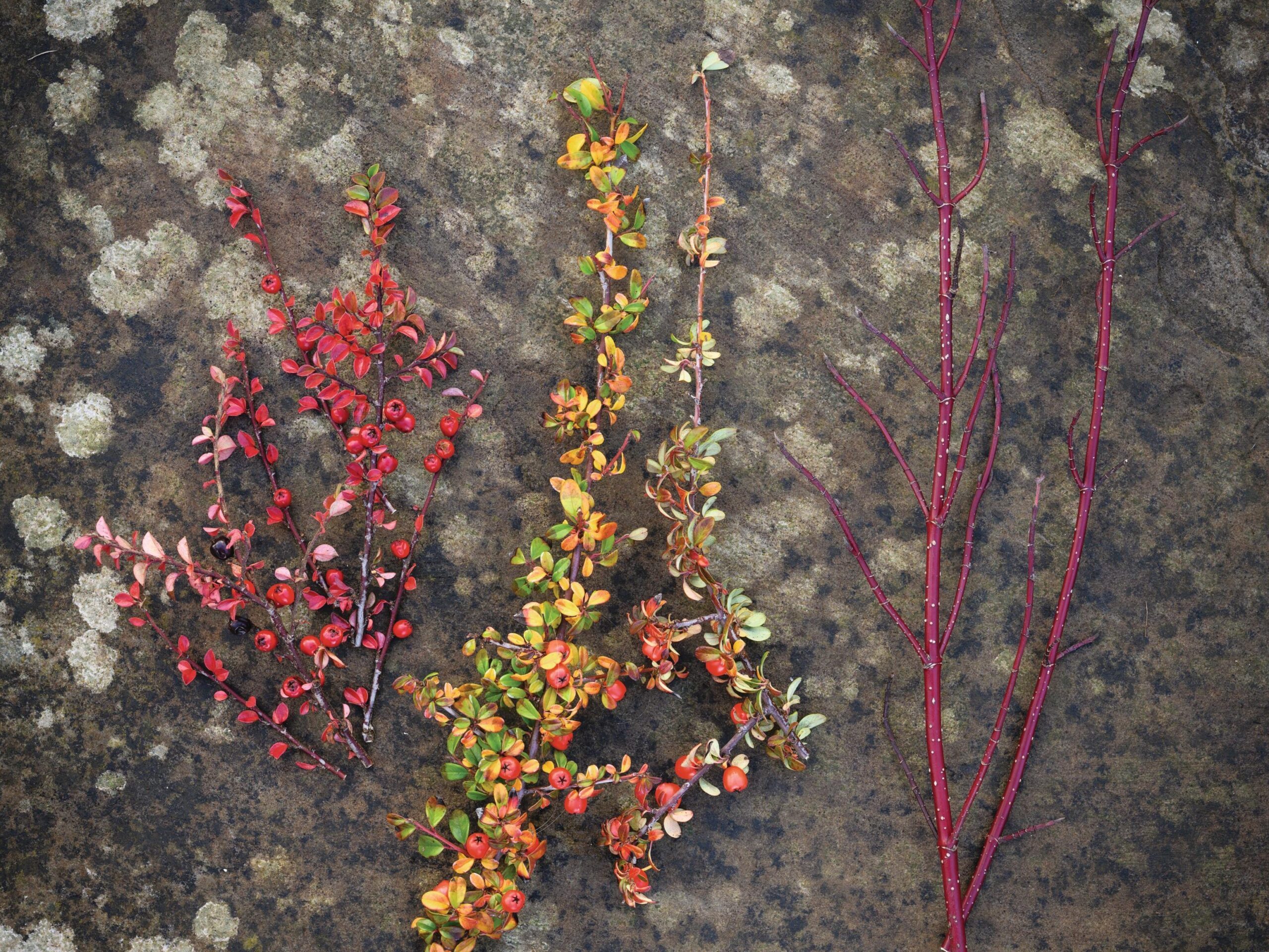 A warming winter pot using cornus alba and cotoneaster from Jo Thompson