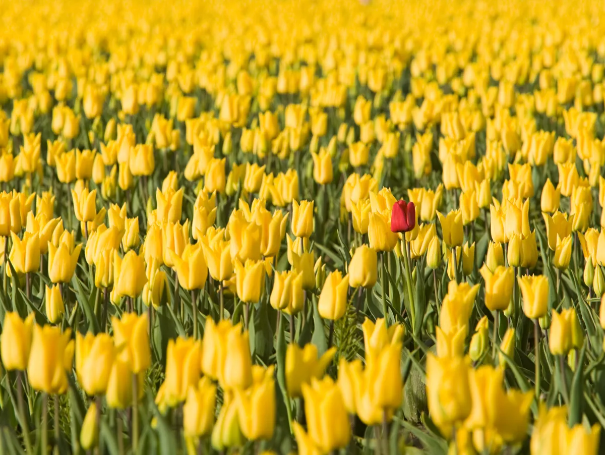 Red tulip in yellow tulips