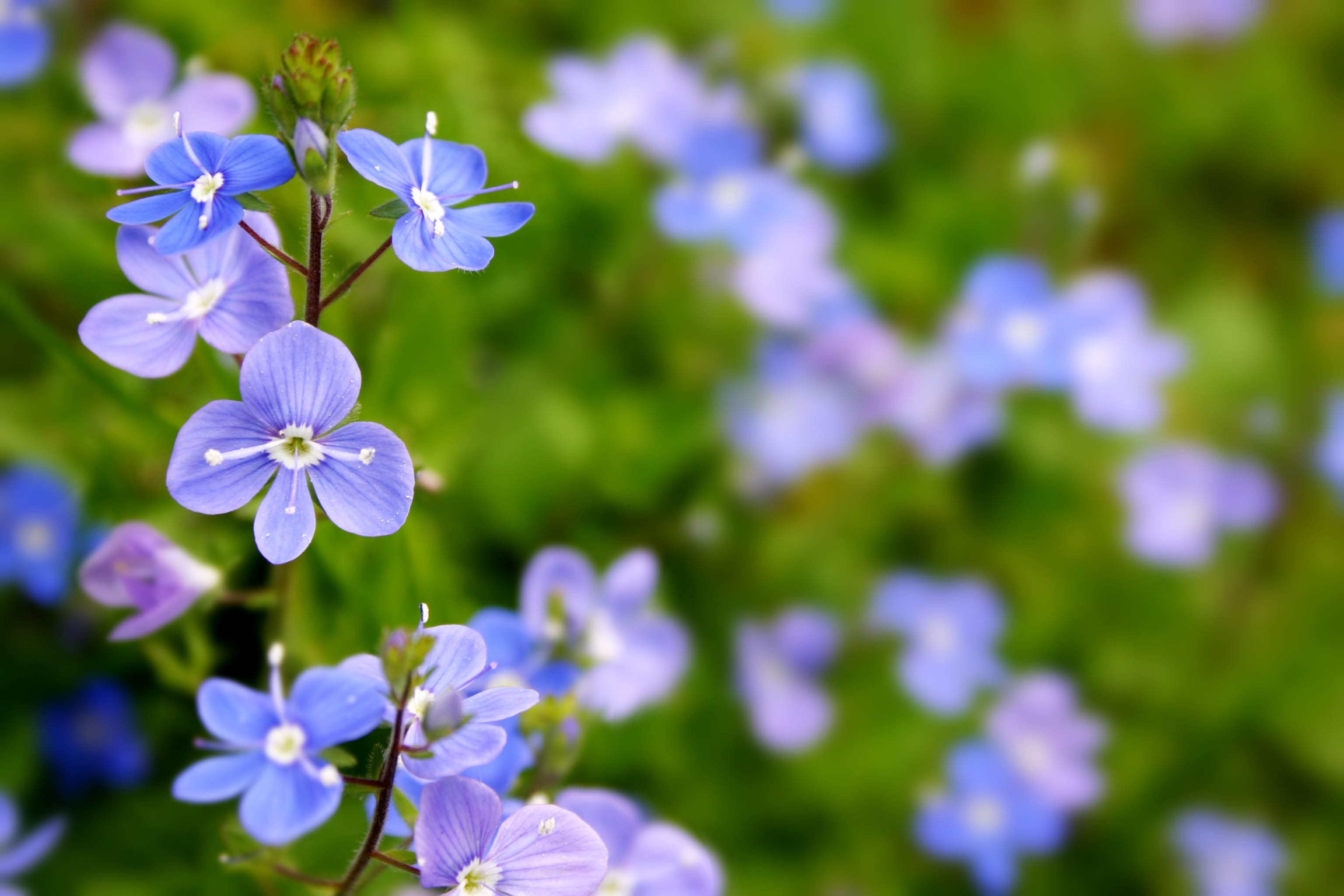 Speedwell (Veronica chamaedrys) Speedwell (Veronica chamaedrys)
