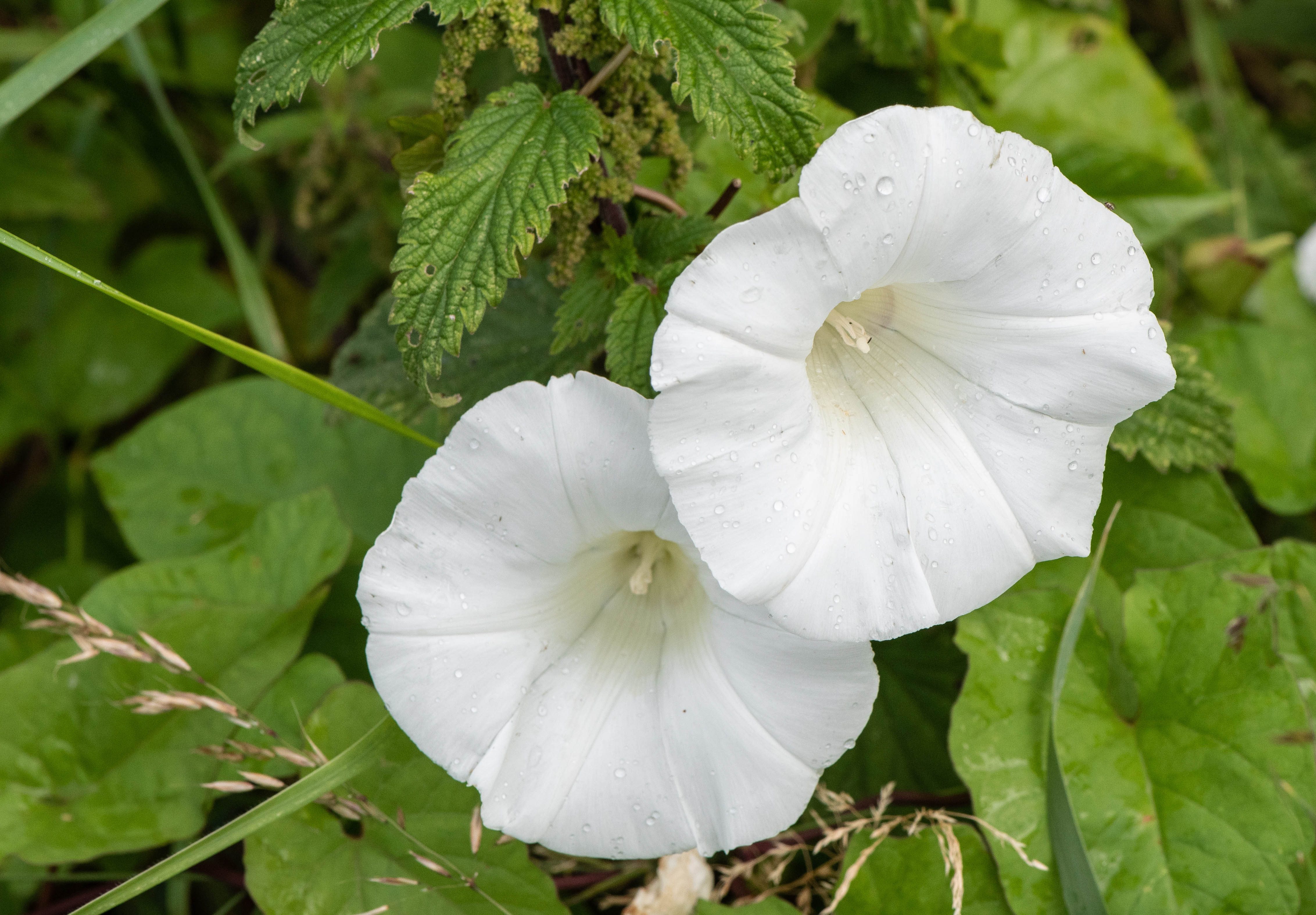 Hedge bindweed (Calystegia sepium) Hedge bindweed (Calystegia sepium)