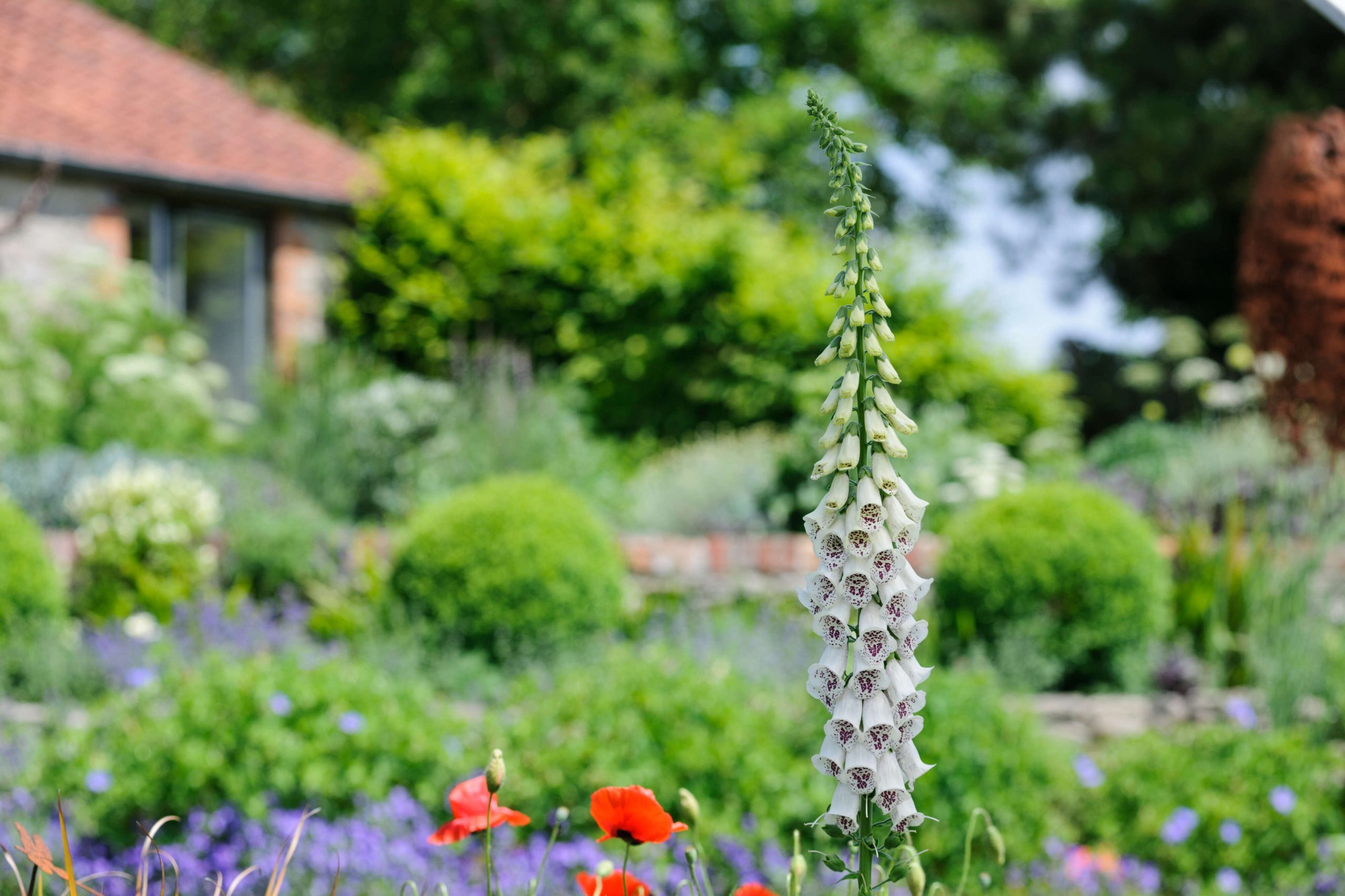 A foxglove in front of a house