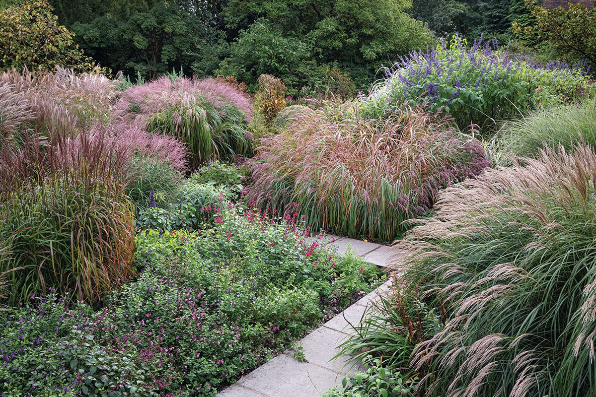 A garden with path and grasses