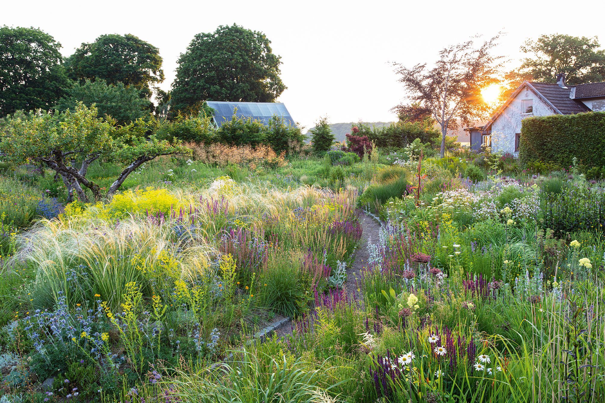 Peter Korn's new experimental garden