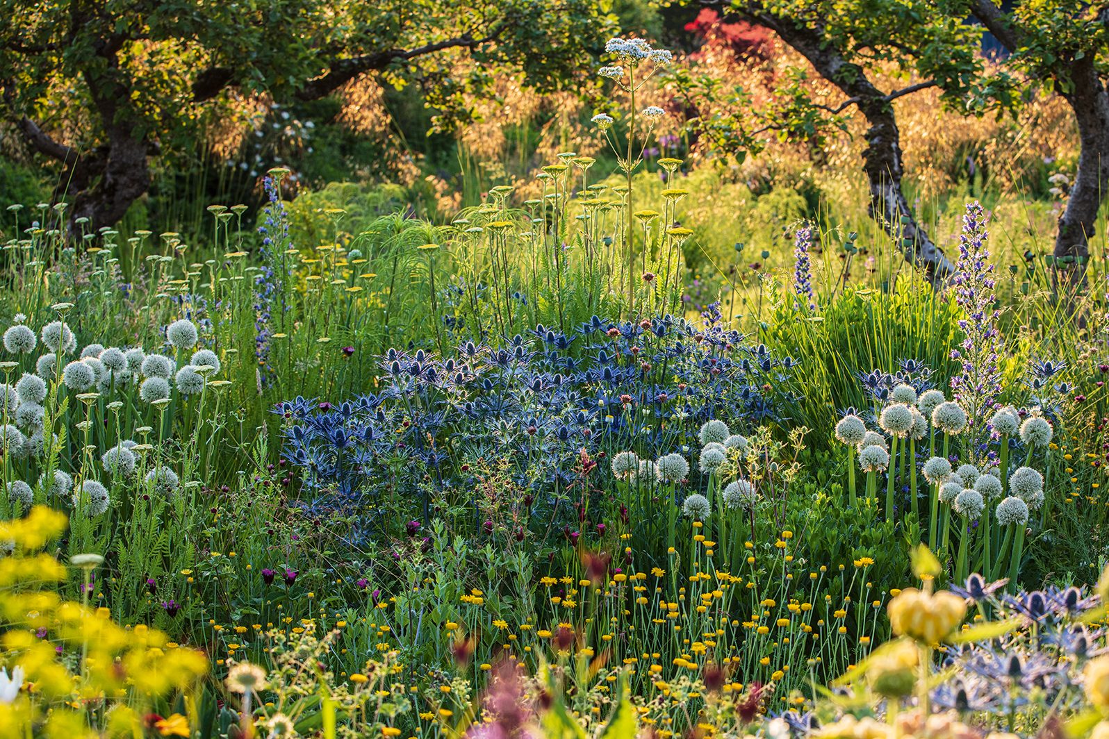 Peter Korn's new experimental garden