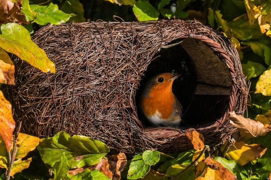 Simon King Brushwood Robin Nester with robin in bush