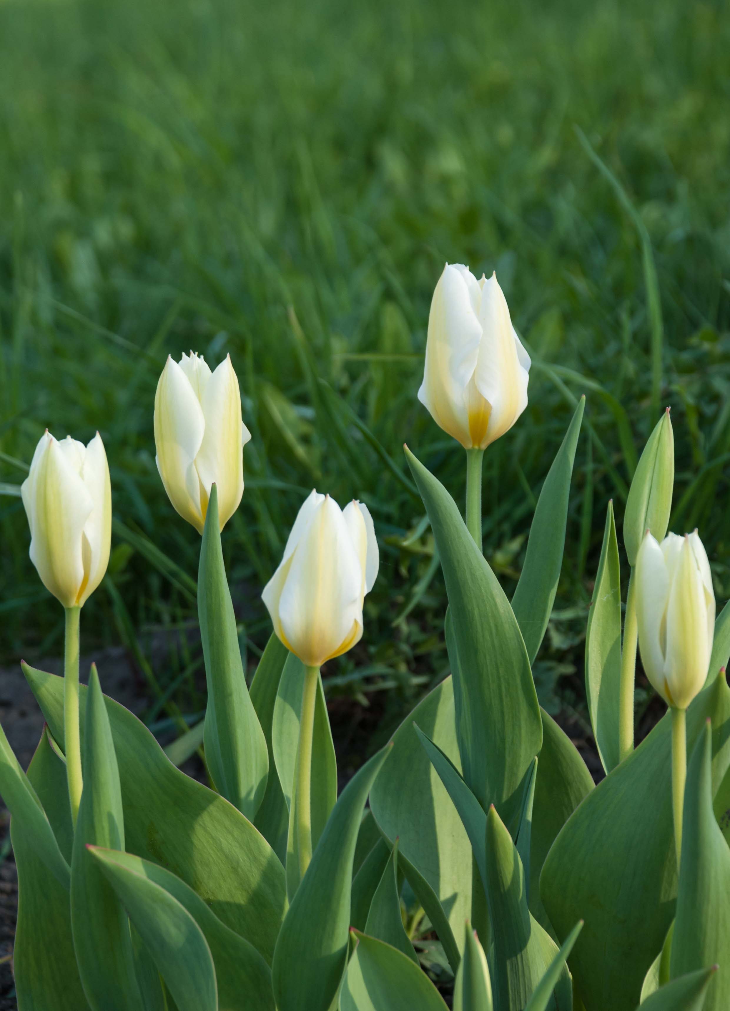 Tulipa Purissima - perfect white flowers for the garden