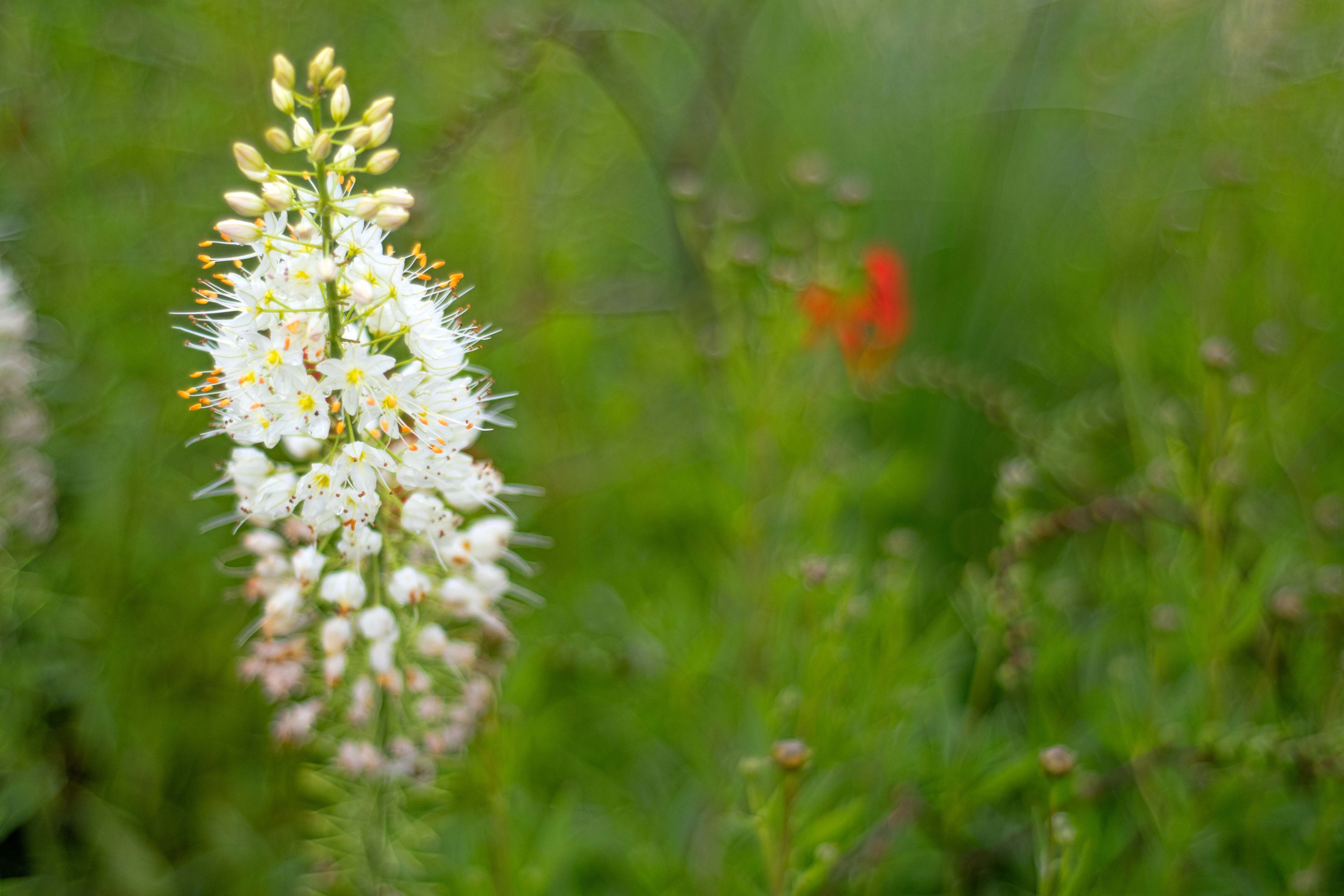 Veronicastrum Virginicum 'Diane' - perfect white flowers for the garden