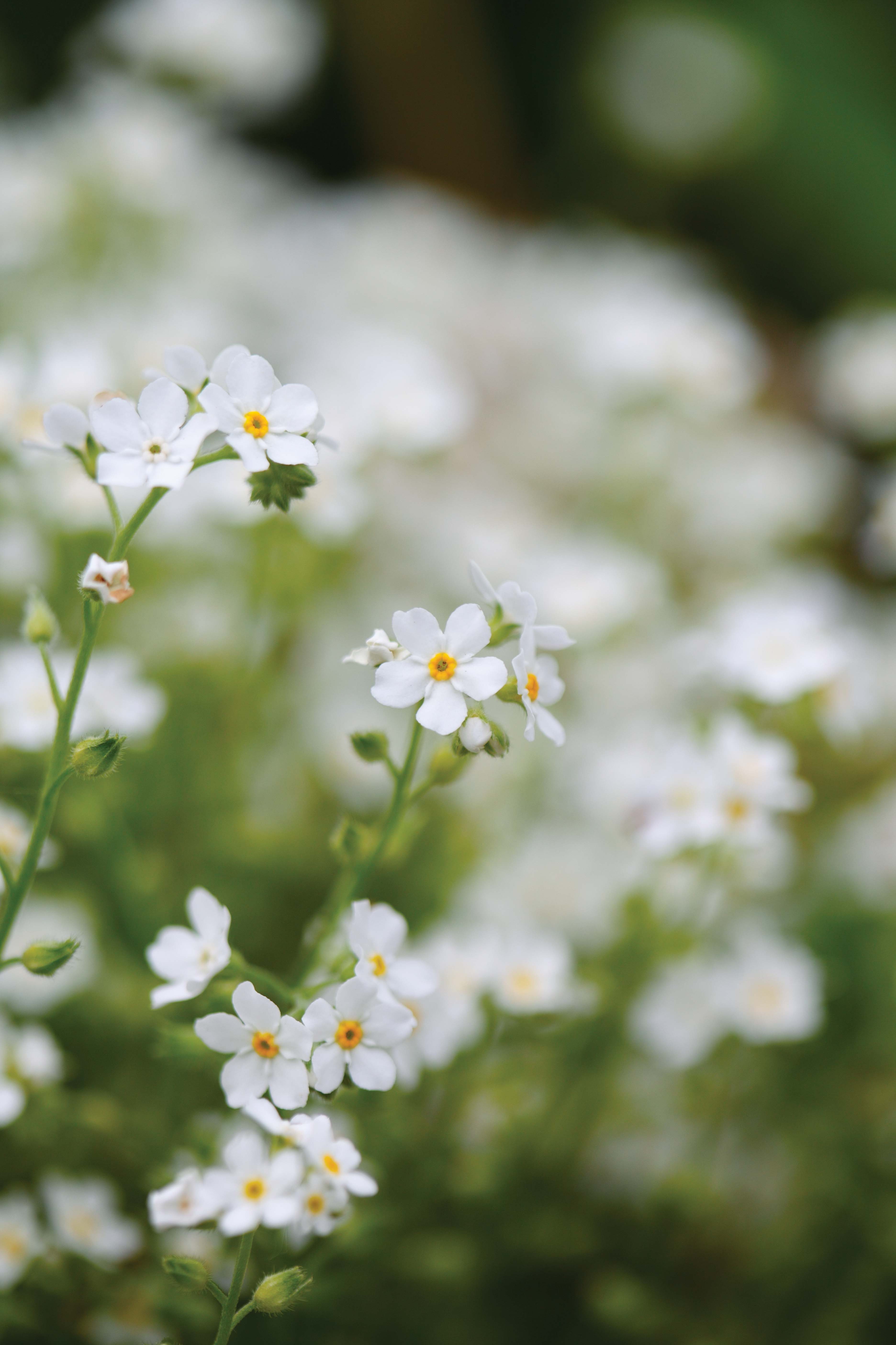 Myosotis sylvatica 'Whitesylva' - great white flowers
