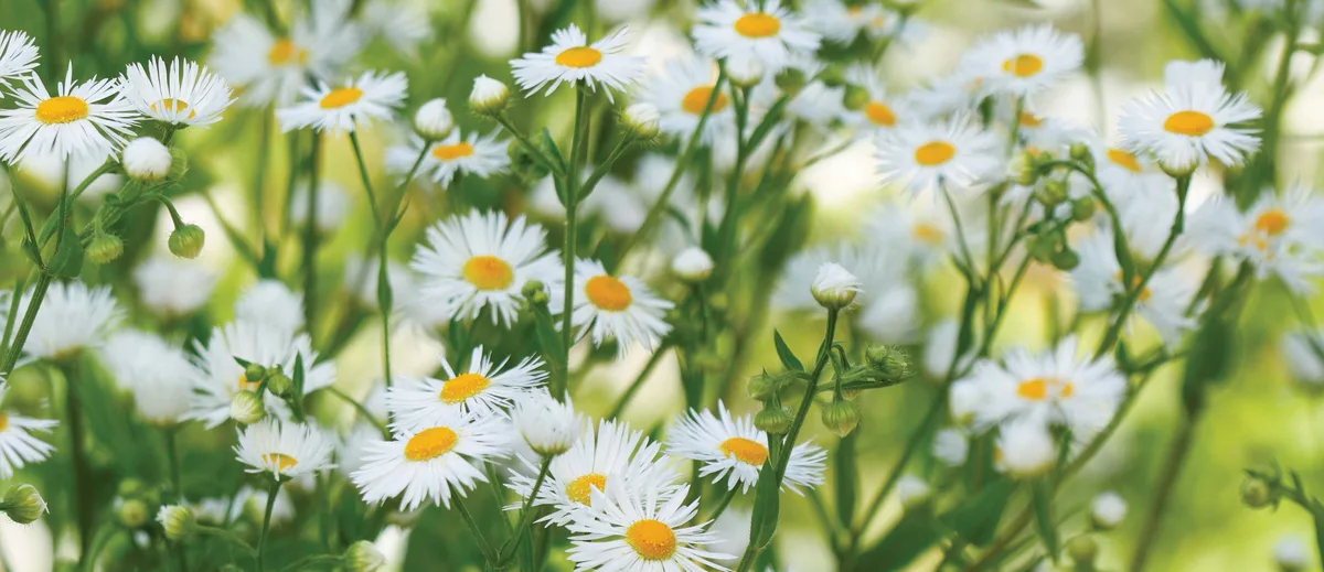 Erigeron annuus Erigeron annuus