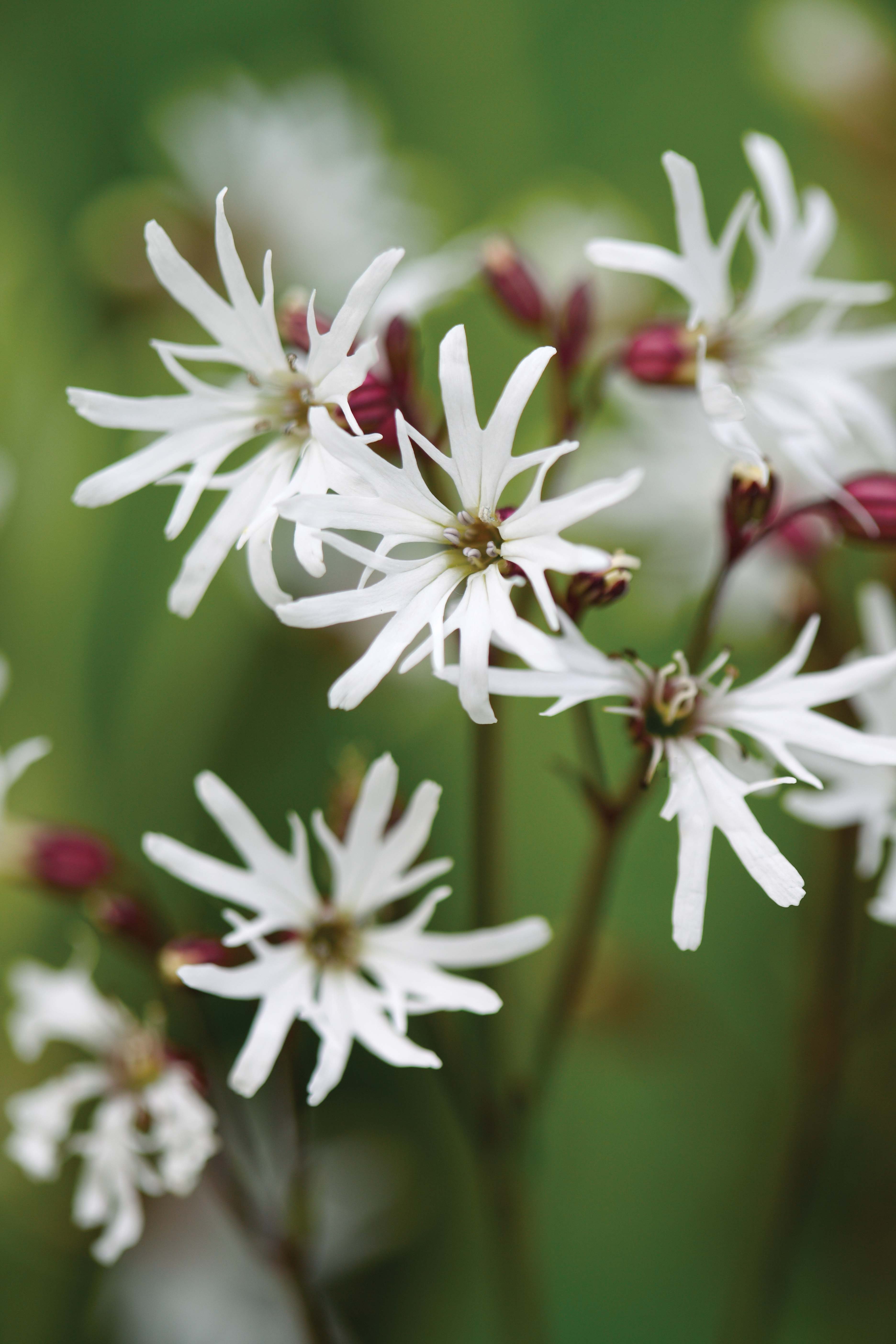 Lychnis flos-coculi var. albiflora - perfect white flowers for the garden